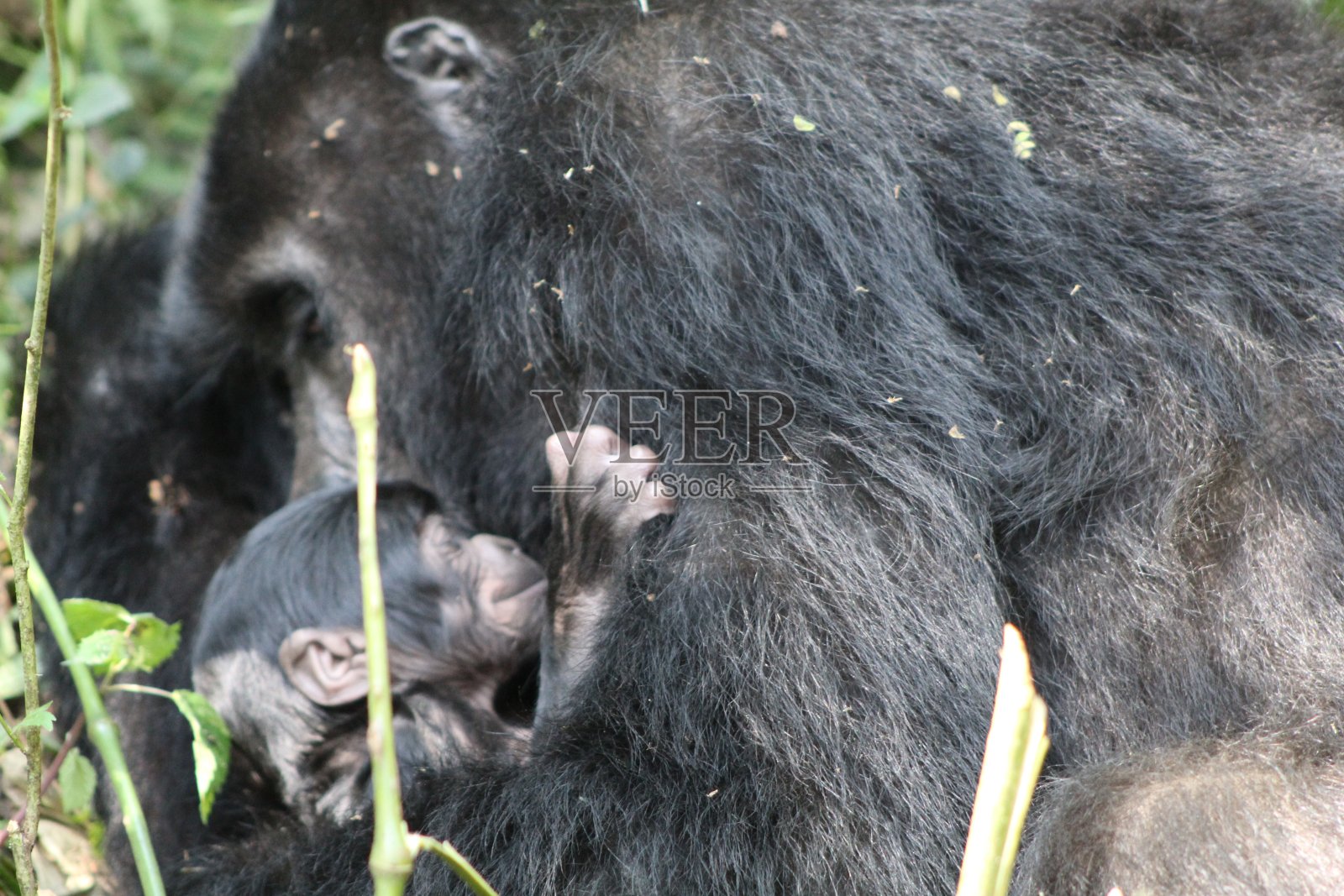 小猩猩和妈妈照片摄影图片