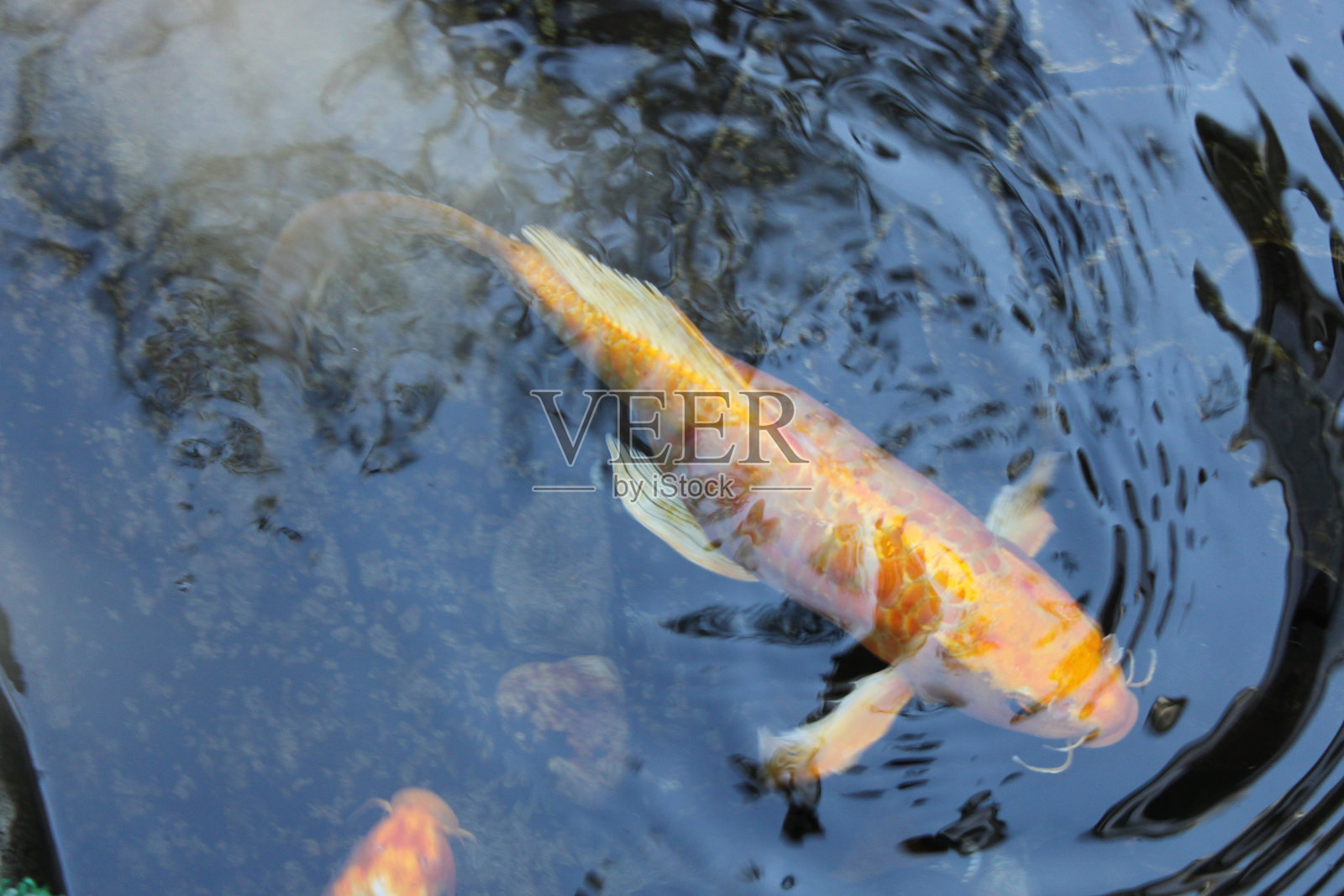锦鲤照片摄影图片