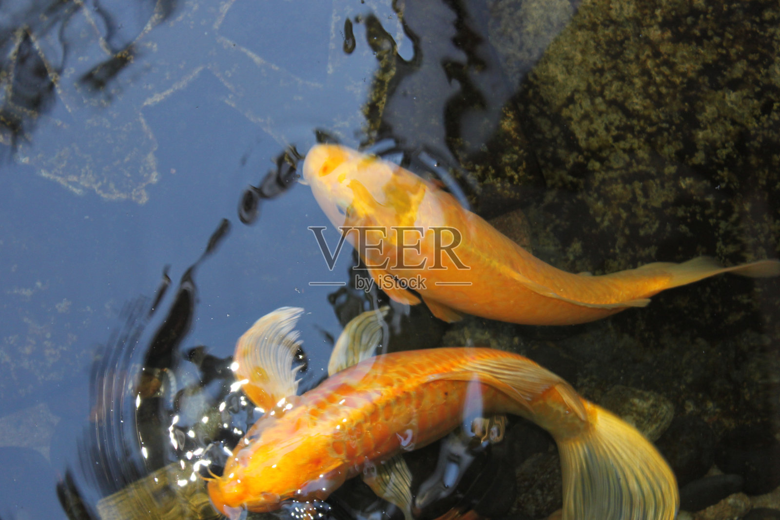锦鲤照片摄影图片