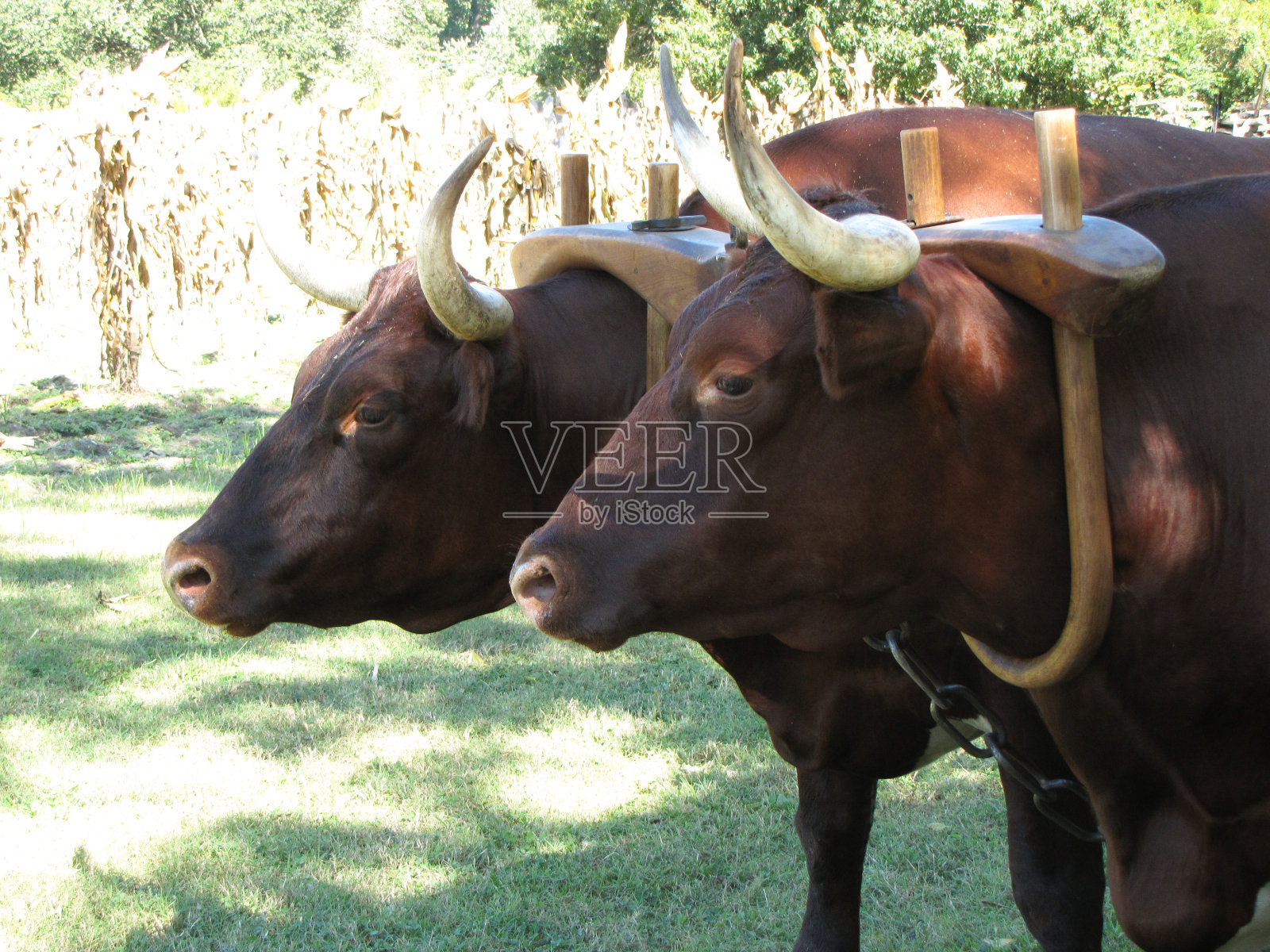 弗吉尼亚威廉斯堡牛拉犁历史照片摄影图片