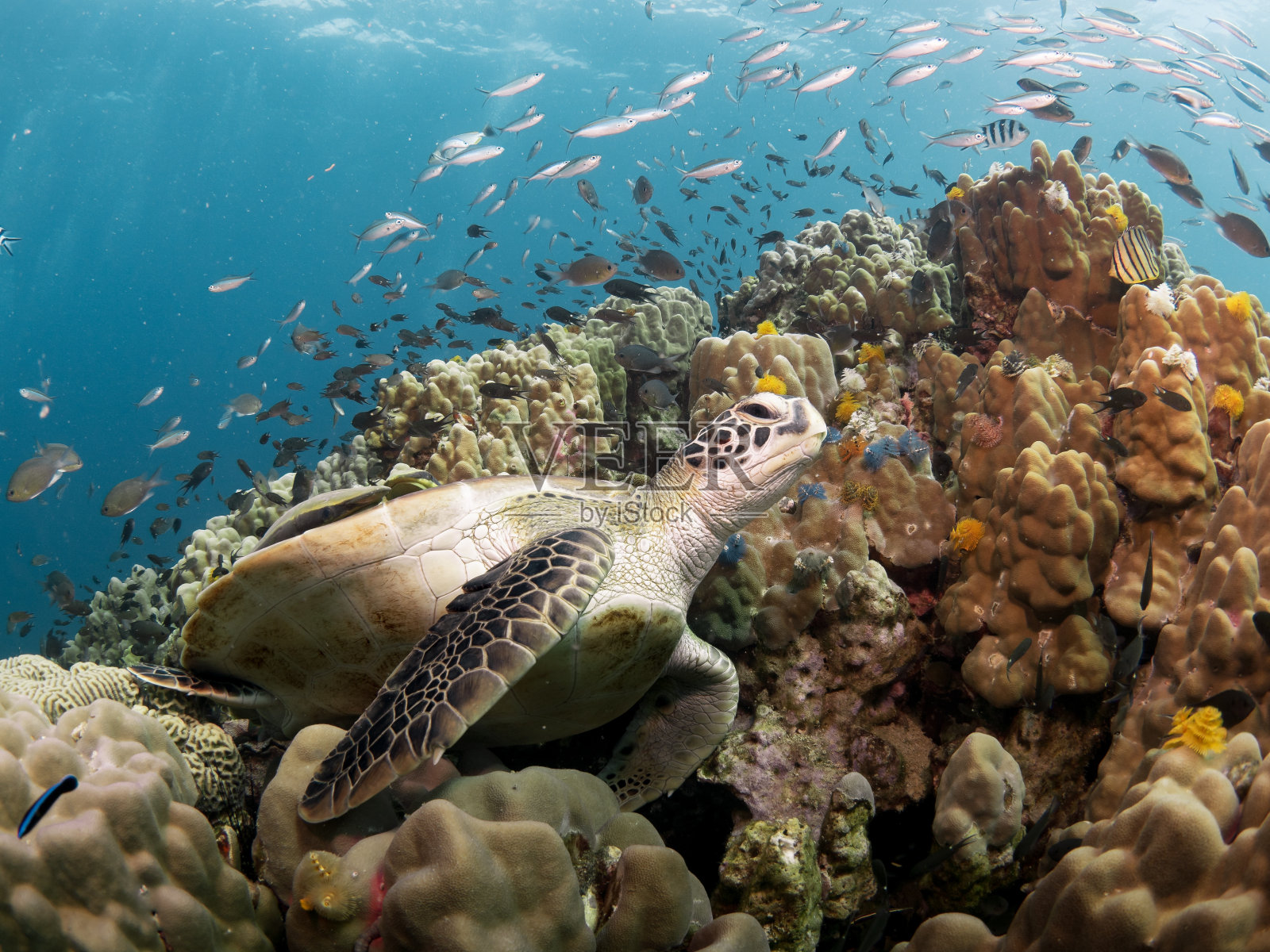沉睡的乌龟照片摄影图片