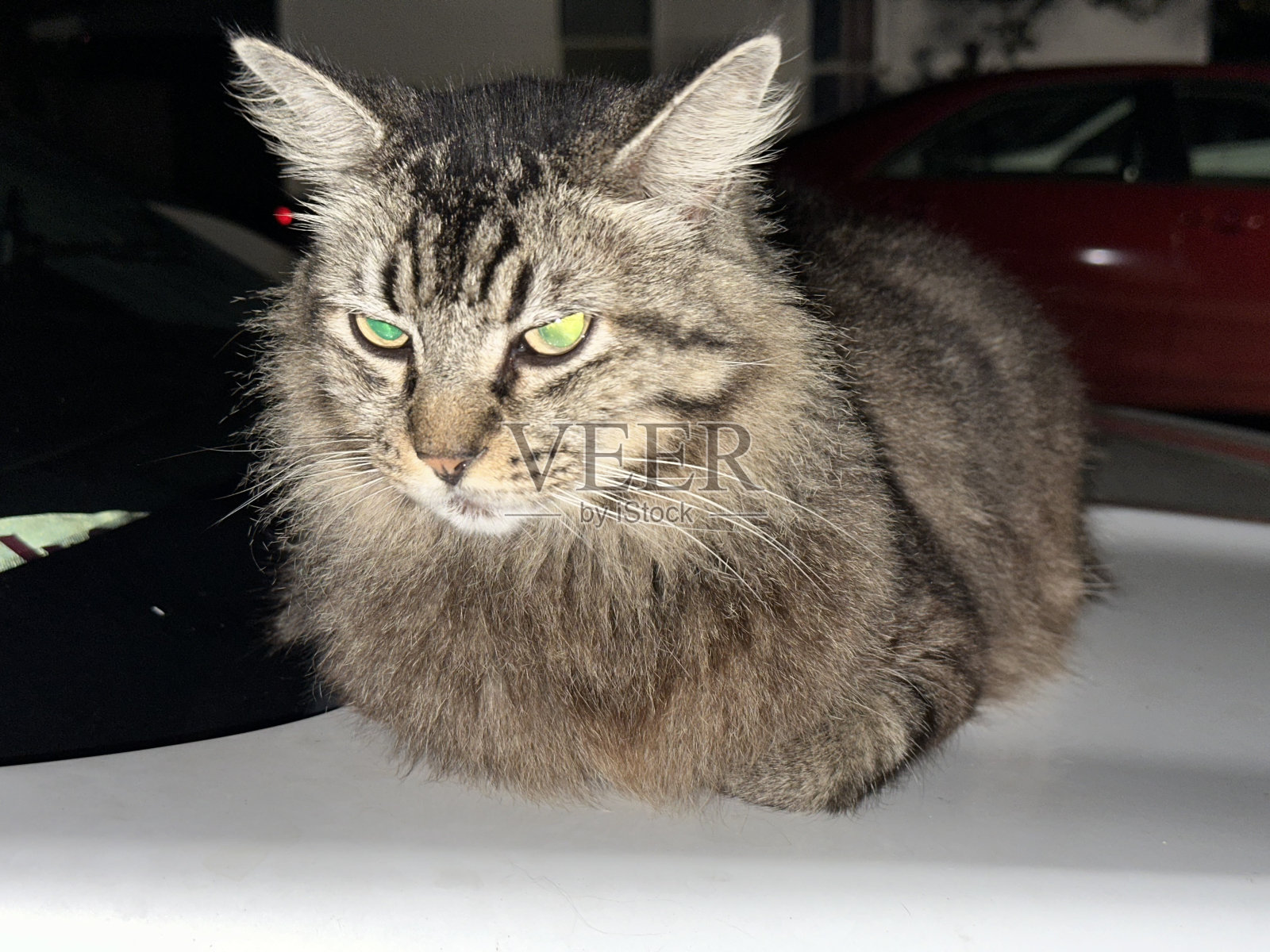 凯蒂猫照片摄影图片