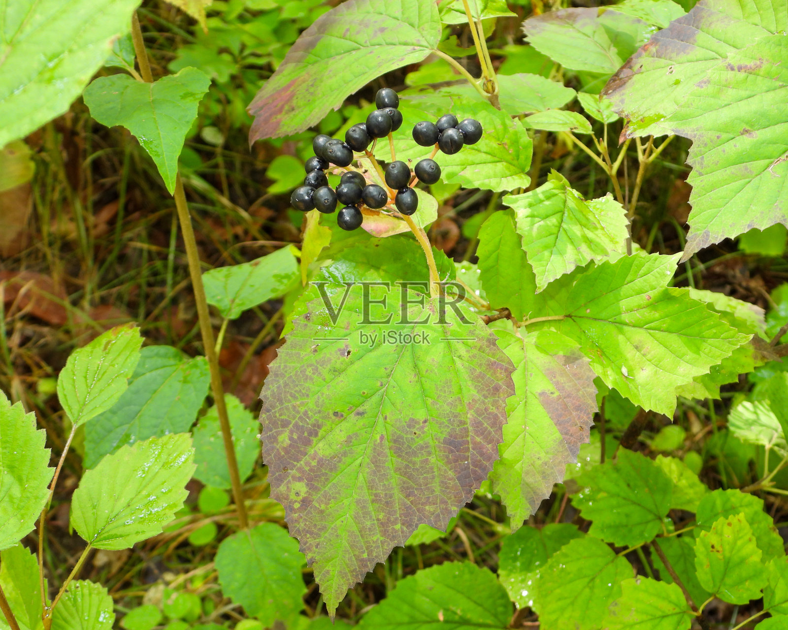 枫叶荚蒾(Viburnum acerifolium):原产于北美的林地植物照片摄影图片