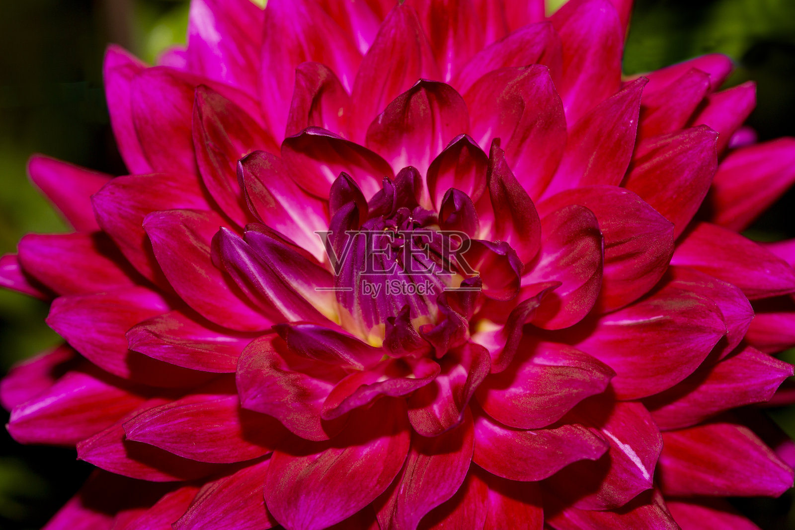 康涅狄格州红色大丽花的特写。照片摄影图片