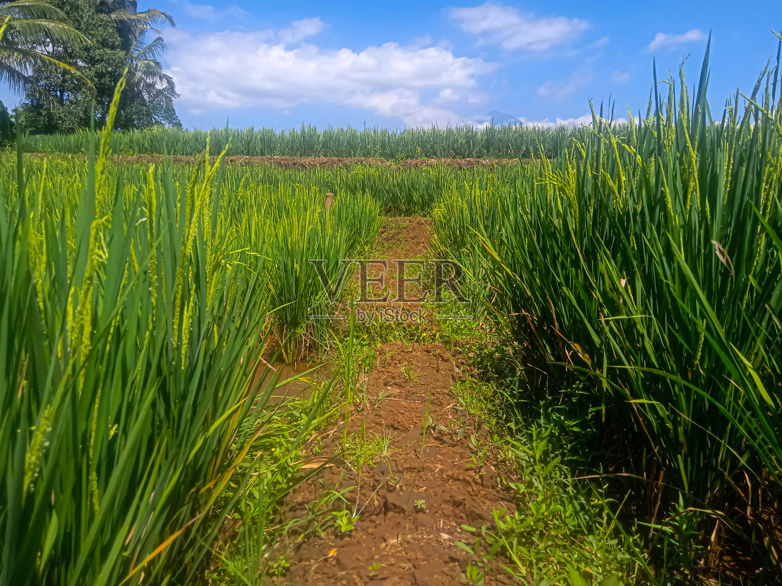 以晴朗的天空为背景的稻田中间的小路照片摄影图片