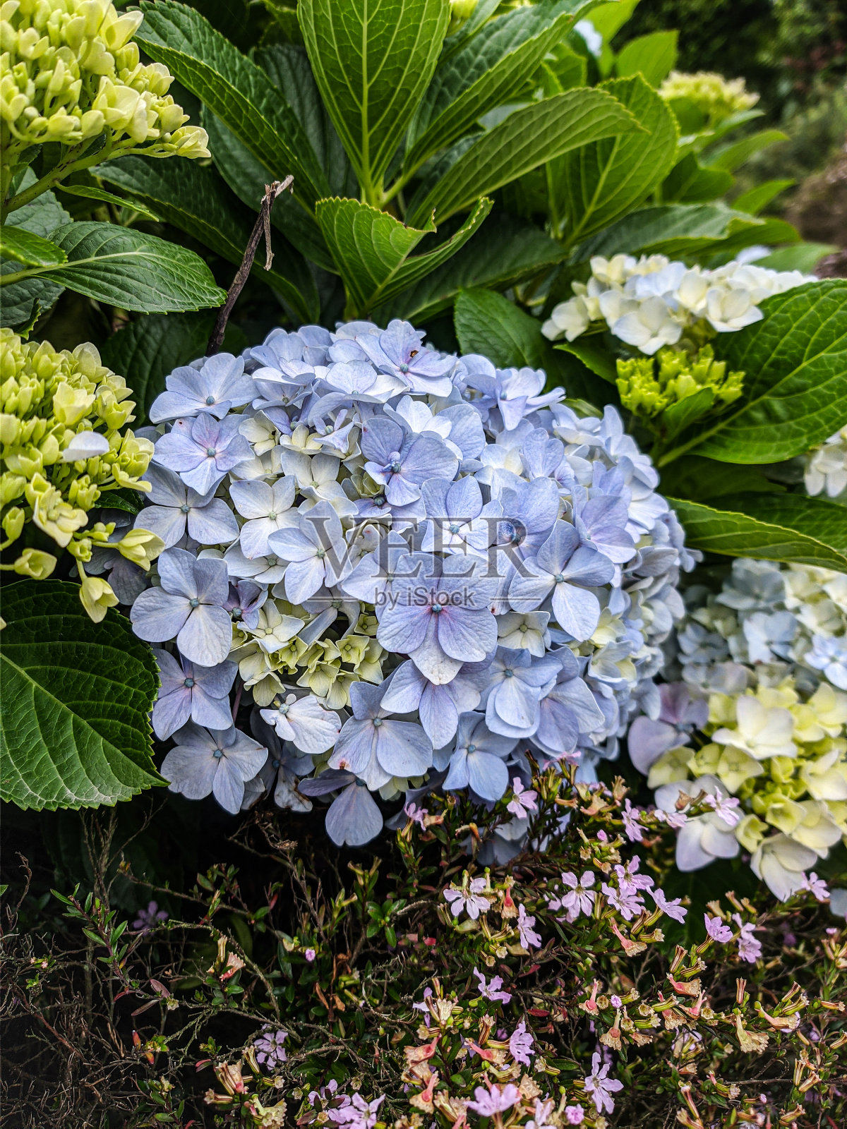 盛开的蓝色绣球花照片摄影图片