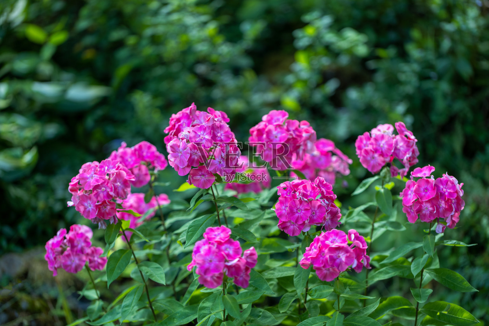 paniculata (Phlox paniculata)，开花。照片摄影图片