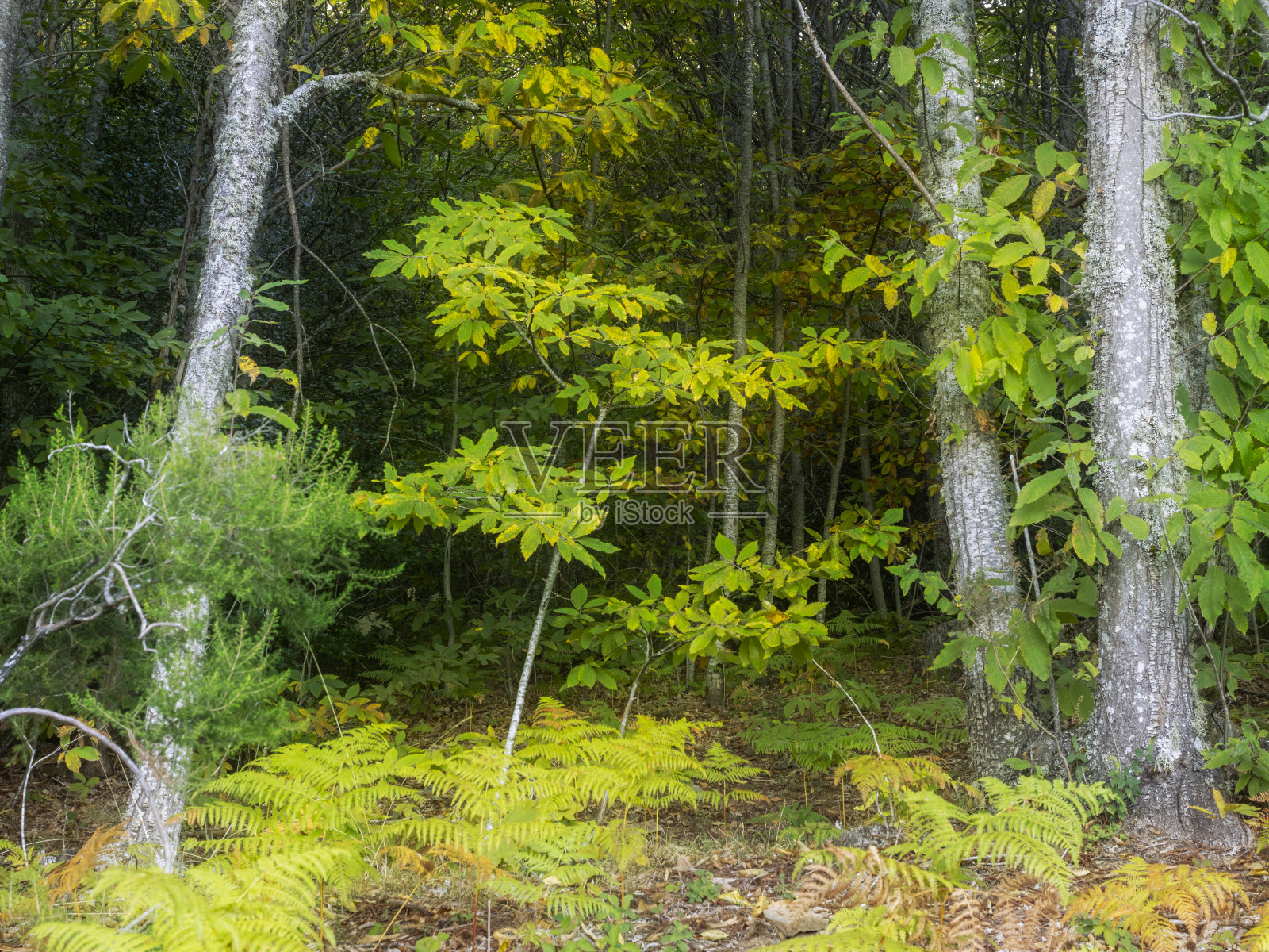 栗森林照片摄影图片