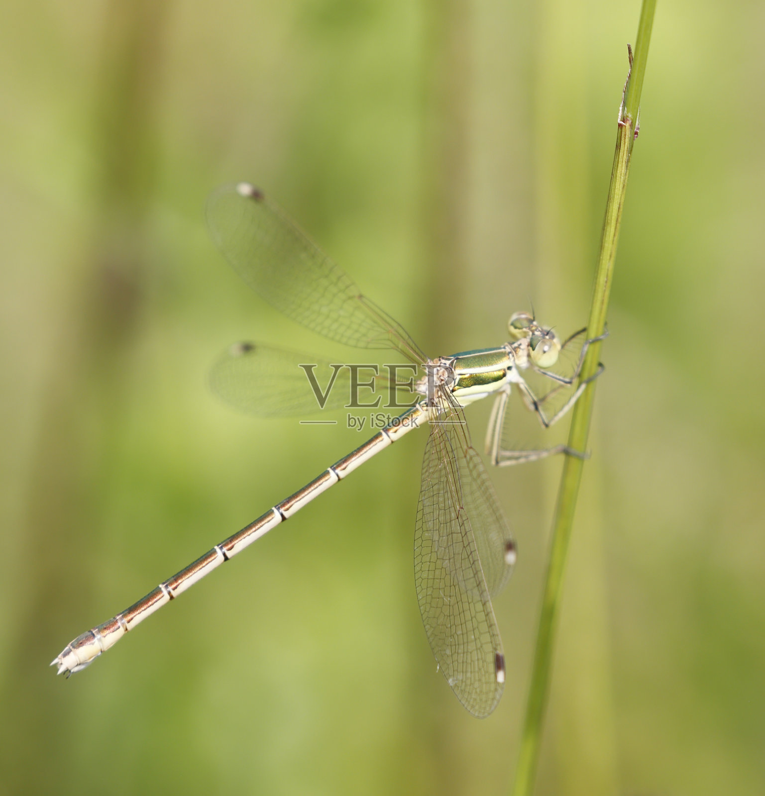 南方翡翠豆娘(leses barbarus)雌性照片摄影图片