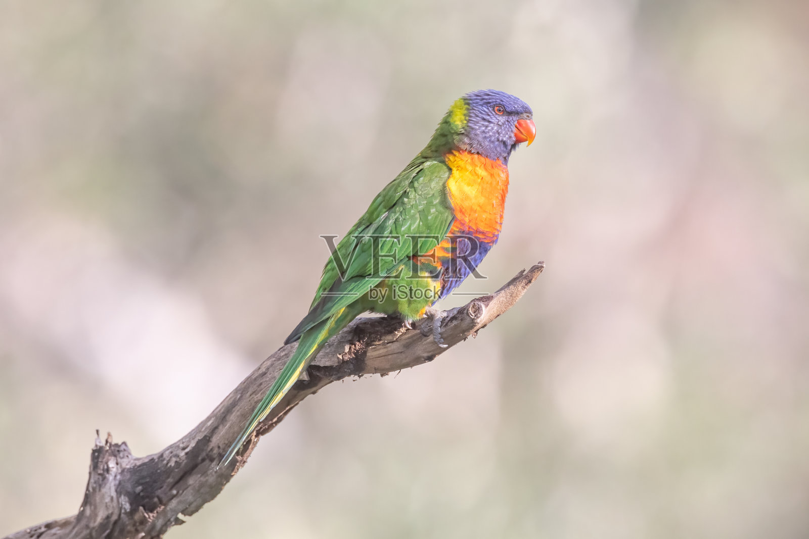 东部彩虹鹦鹉，悉尼，新南威尔士州，澳大利亚照片摄影图片