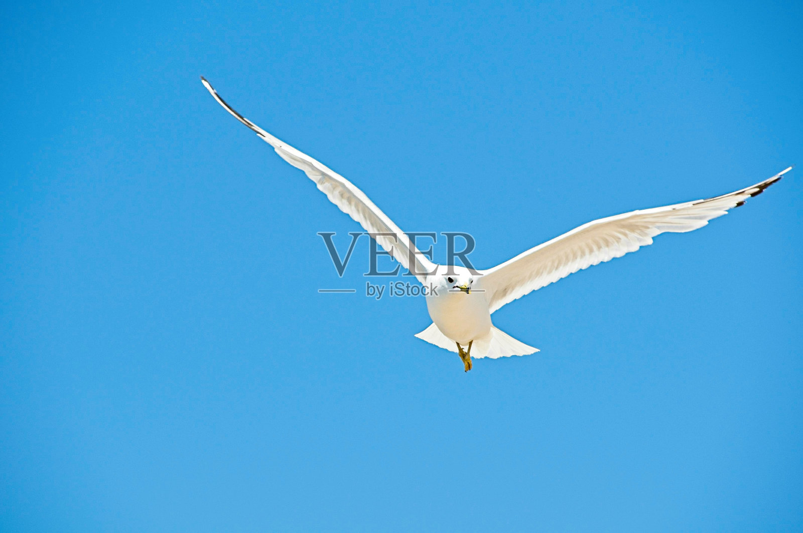 白色的海鸥照片摄影图片