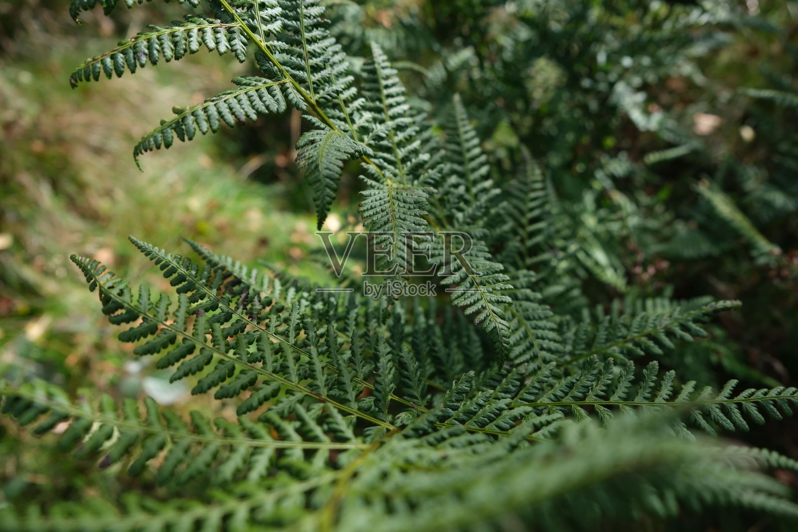 郁郁葱葱的绿色蕨类灌木特写照片摄影图片