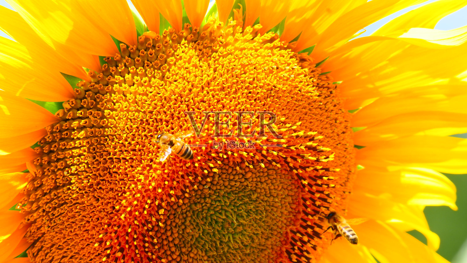 盛开的向日葵和蜜蜂照片摄影图片