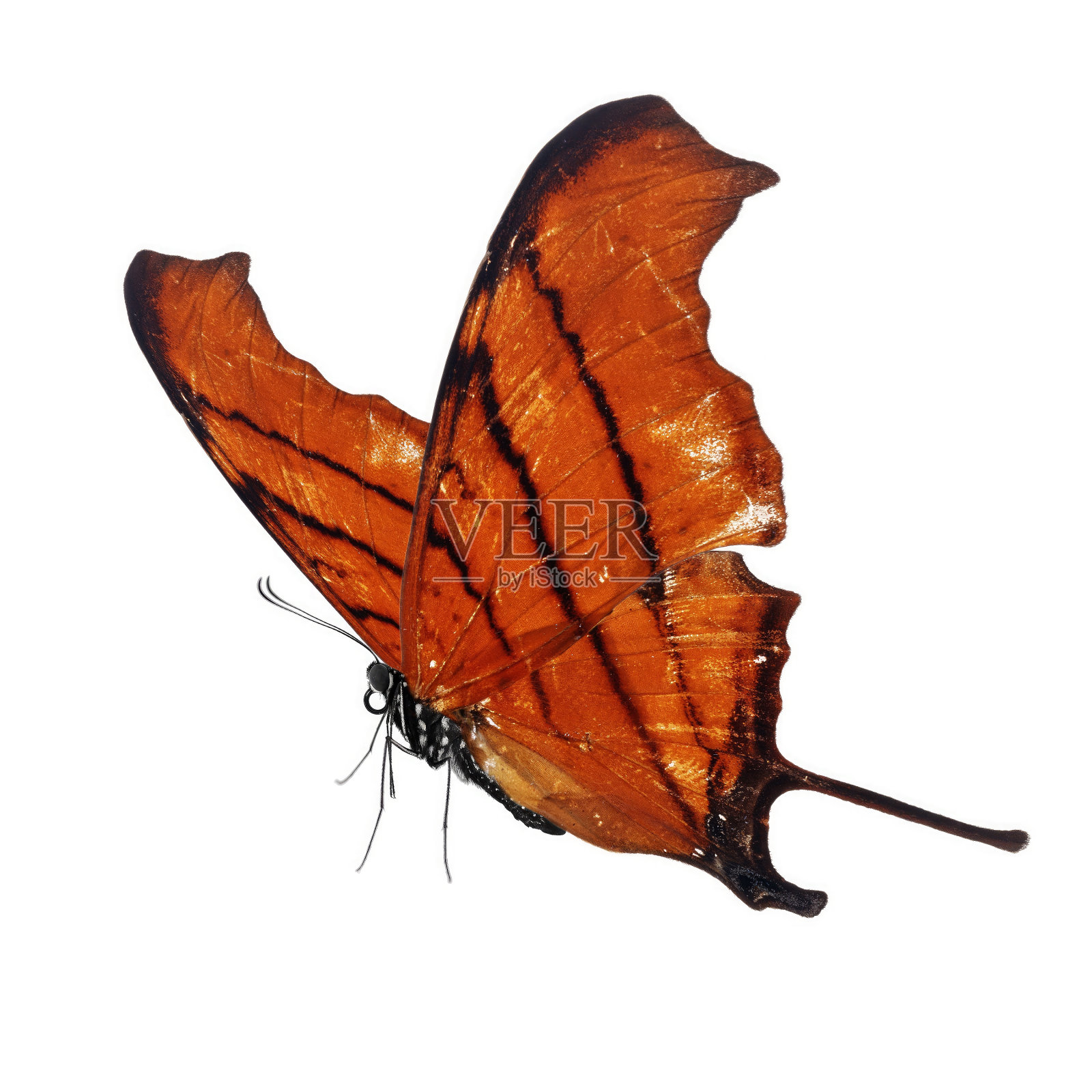 美丽的蝴蝶照片摄影图片