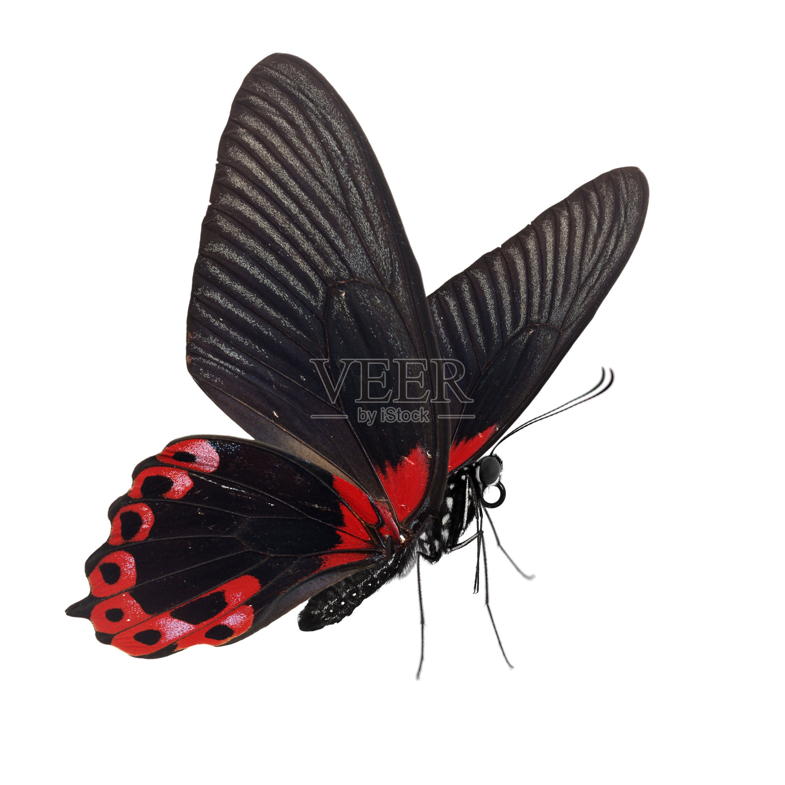 美丽的蝴蝶照片摄影图片