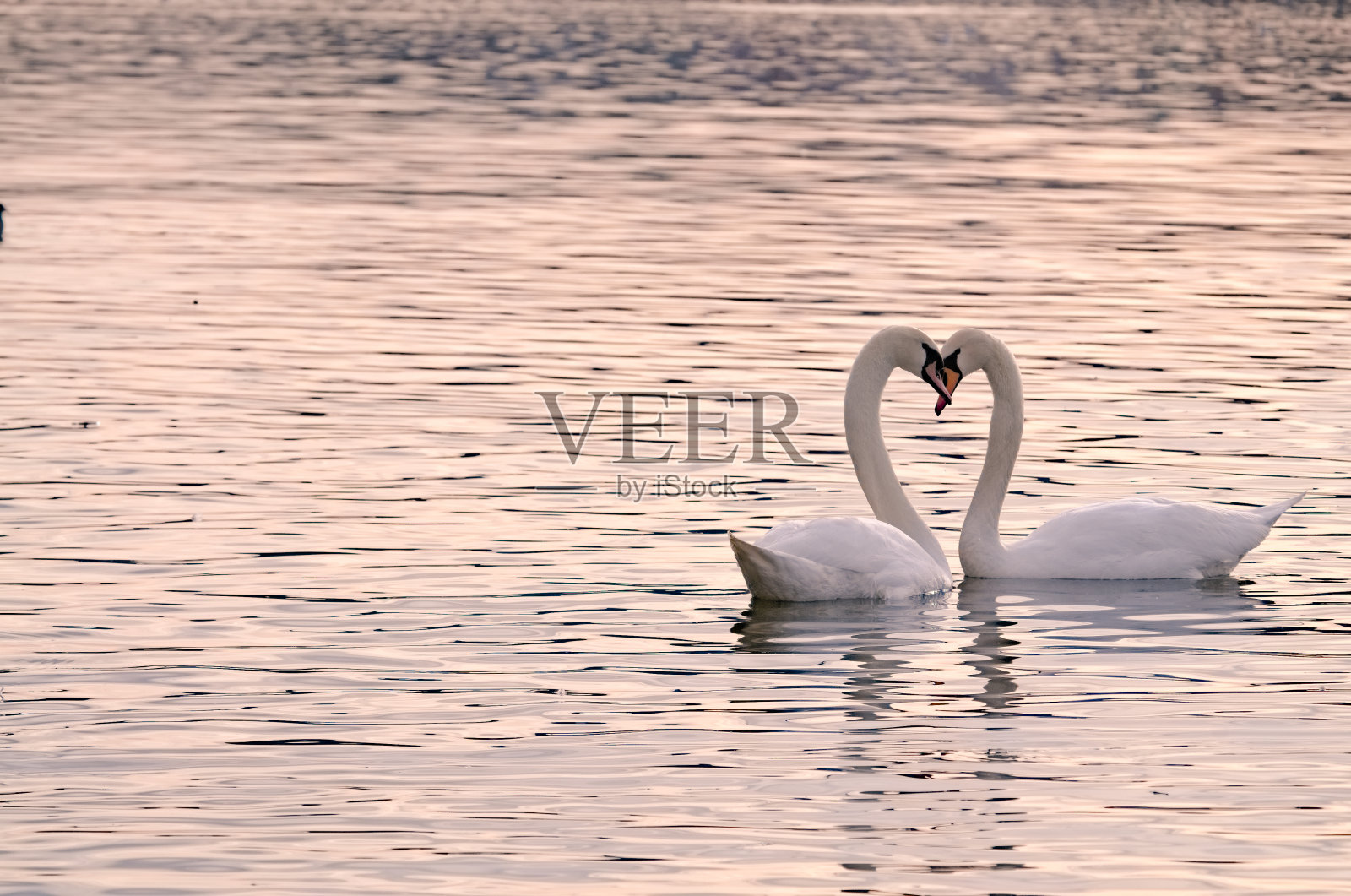 伏尔塔瓦河上两只天鹅色的水鸟形似天鹅心。一对天鹅恋人的浪漫情调照片。照片摄影图片
