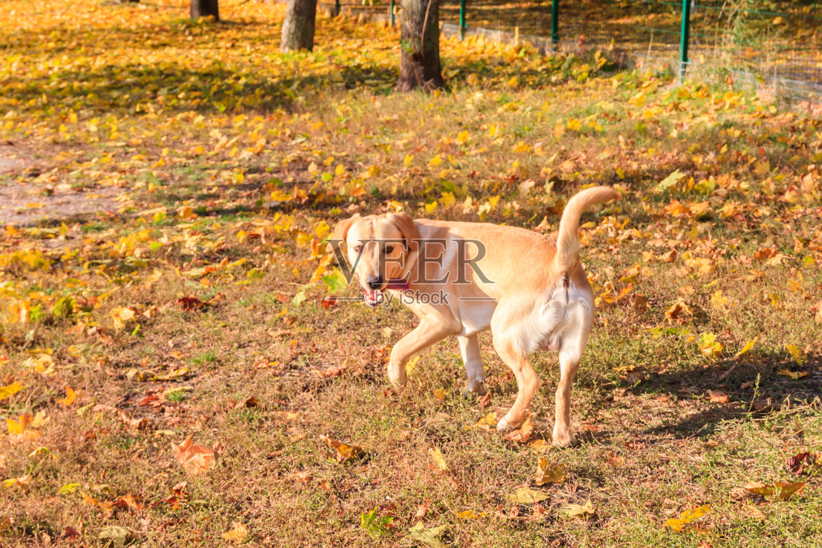 年轻的拉布拉多猎犬在秋天的公园里奔跑照片摄影图片