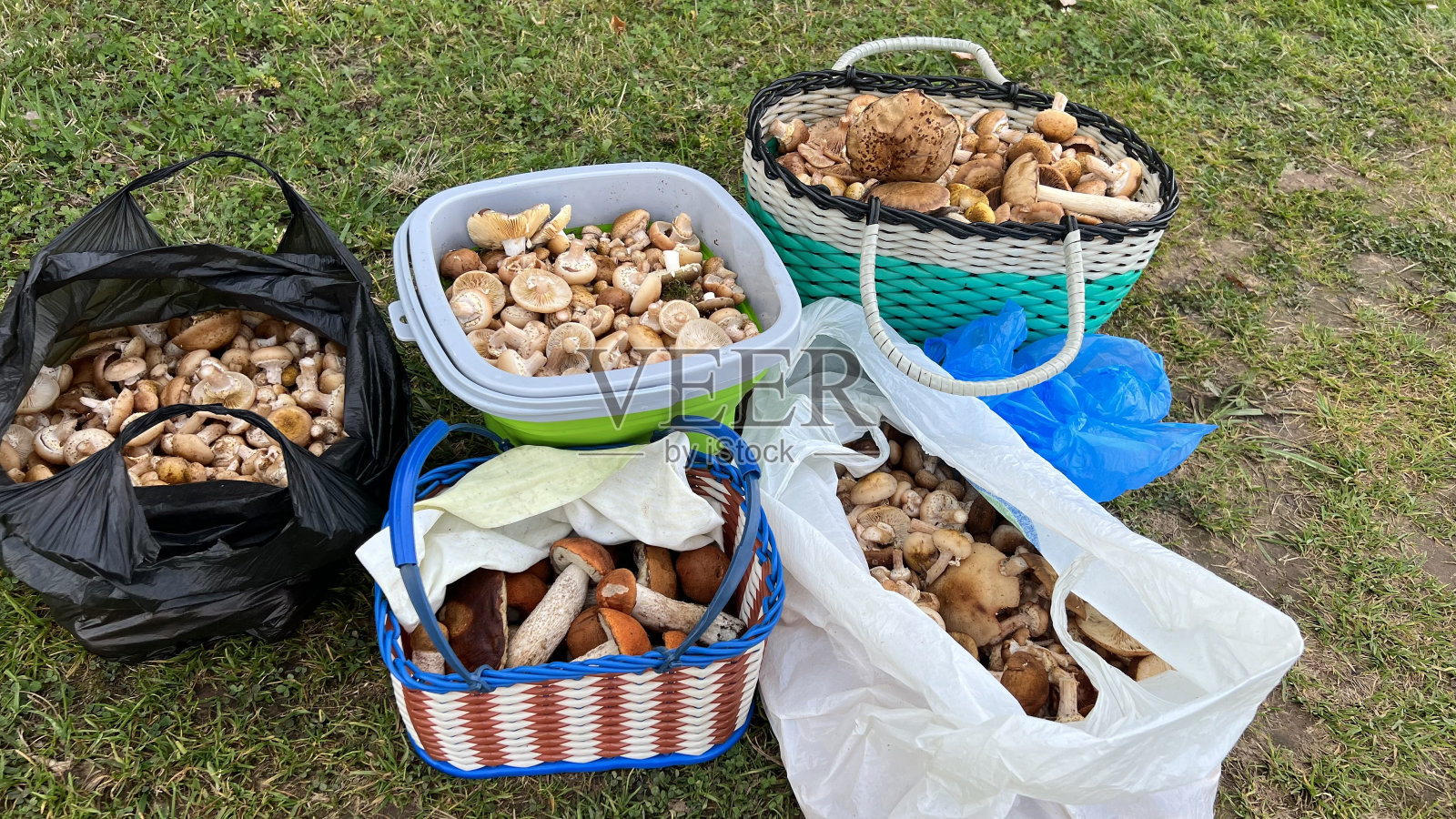 蘑菇采摘照片摄影图片