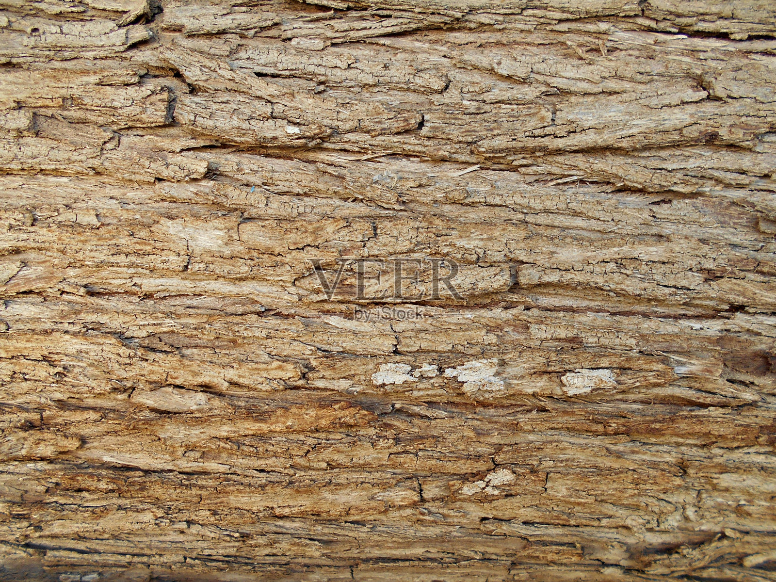 枣树的树皮为背景照片摄影图片