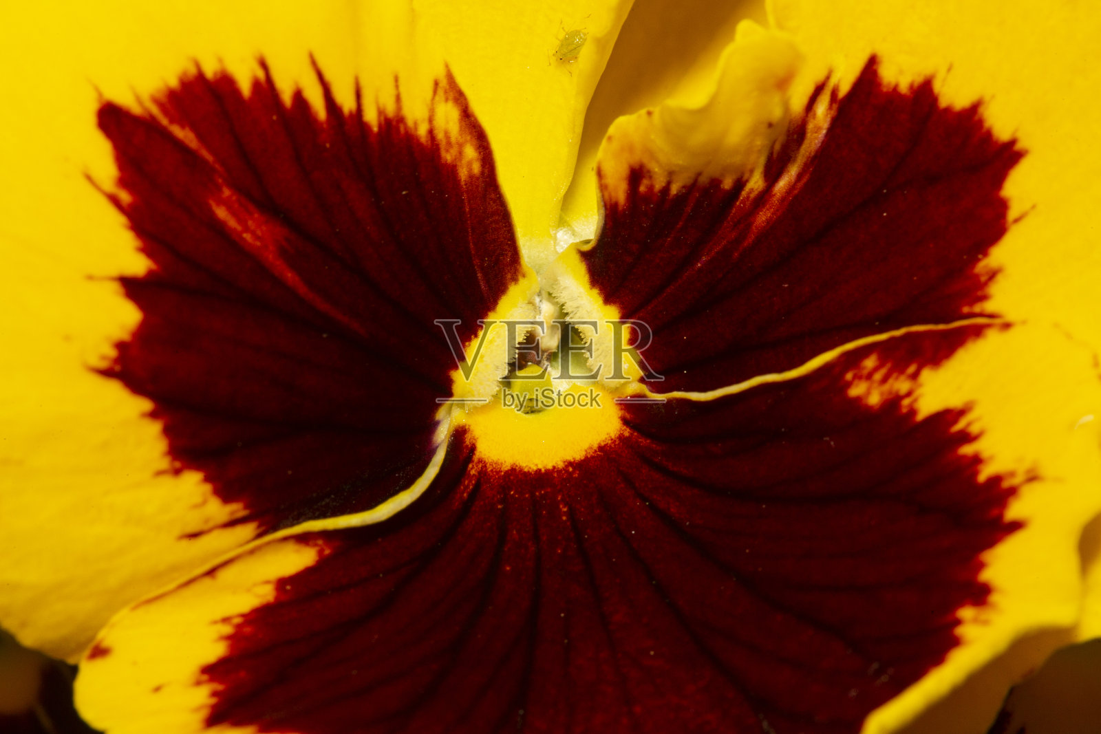 康涅狄格州南温莎，一朵黄色三色堇的特写。照片摄影图片