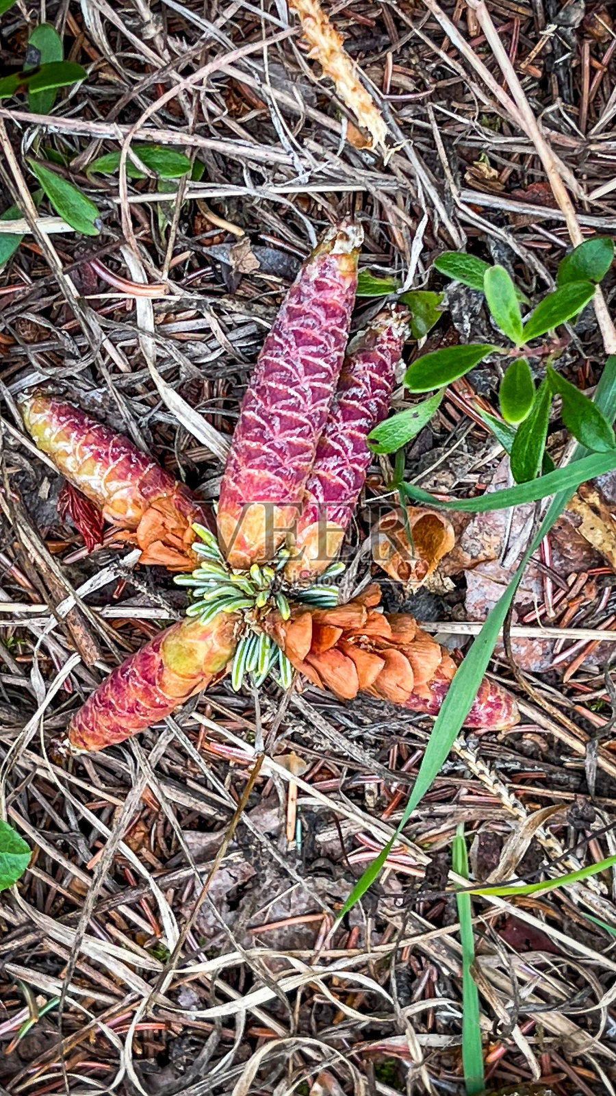 松果坐在一堆松鼠在森林地面上筑巢照片摄影图片