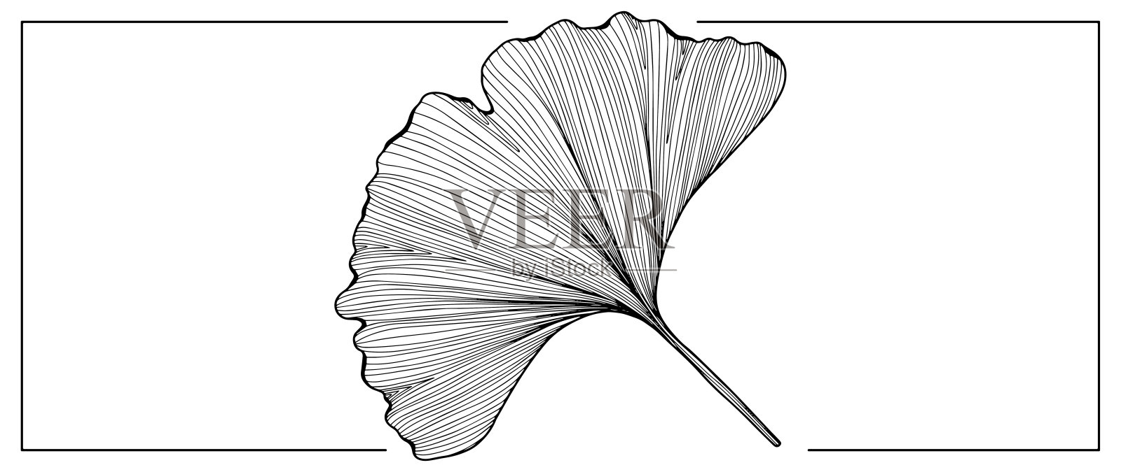 白色背景上大银杏叶的黑色轮廓。银杏叶分支用于着色，创建各种设计，图案，封面，卡片和演示文稿。插画图片素材