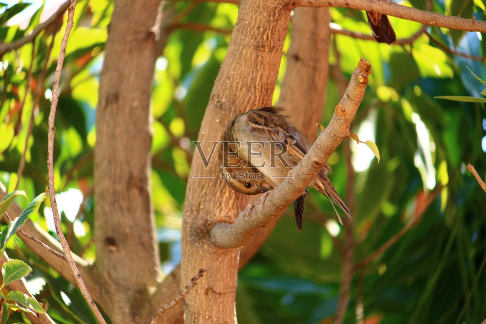 雌麻雀挠自己照片摄影图片