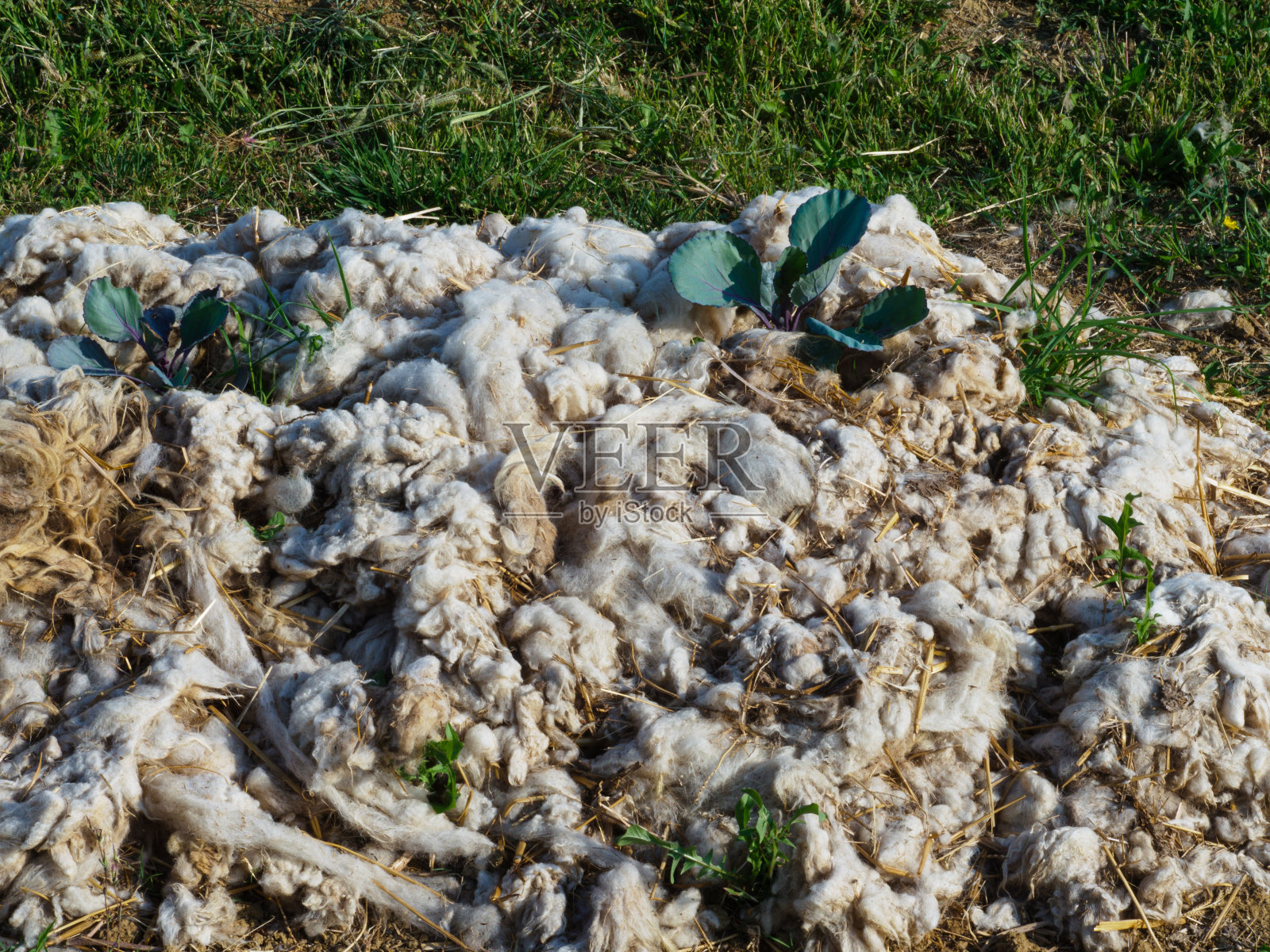 羊毛覆盖的可持续生物降解除草产品上的有机卷心菜行照片摄影图片