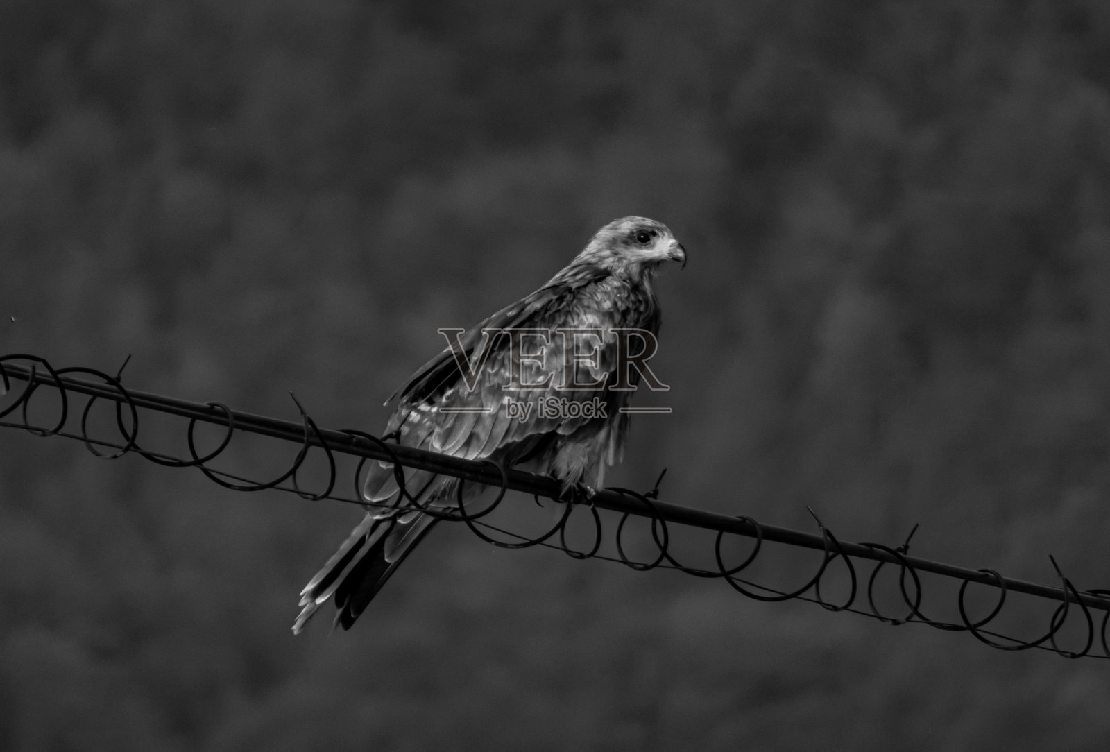 对其他工人来说照片摄影图片