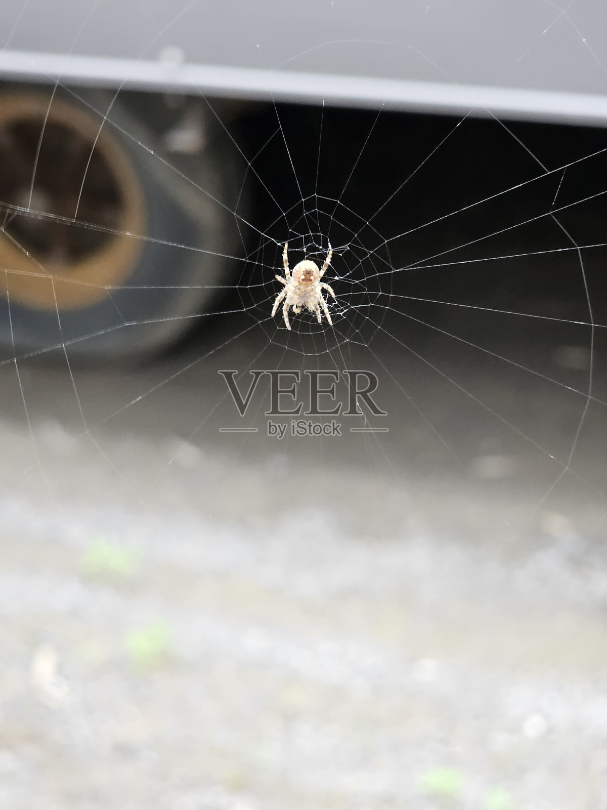 蜘蛛网圆中心照片摄影图片