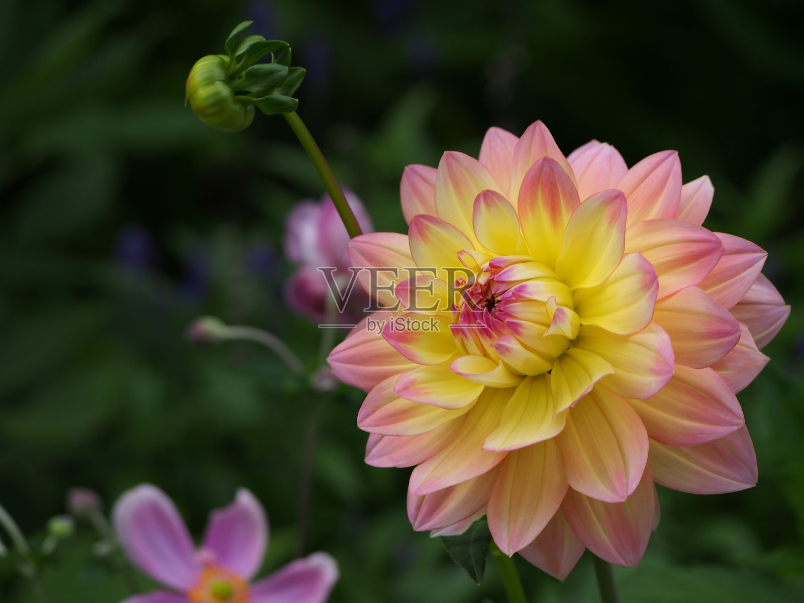 粉红色大丽花在散焦背景上的选择性焦点用于插图背景图像或复制空间照片摄影图片