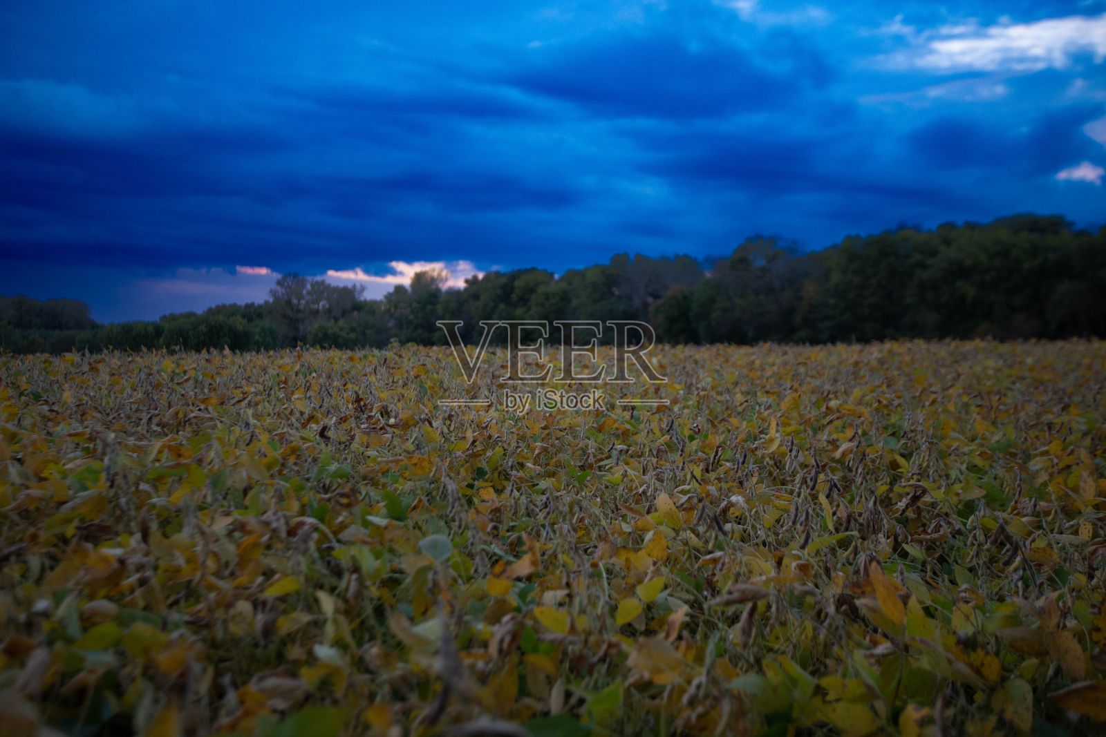 多云日落时绿色田野的风景照片摄影图片