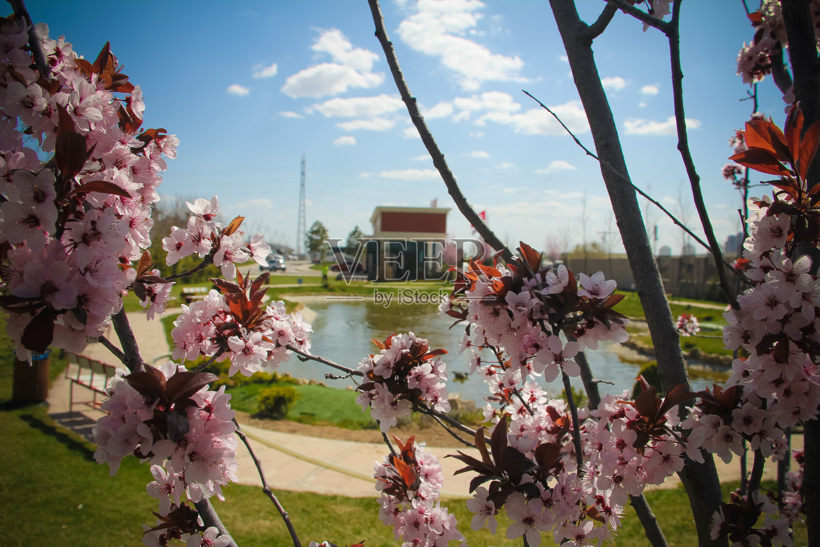 美丽的樱桃树，开着粉红色的花照片摄影图片