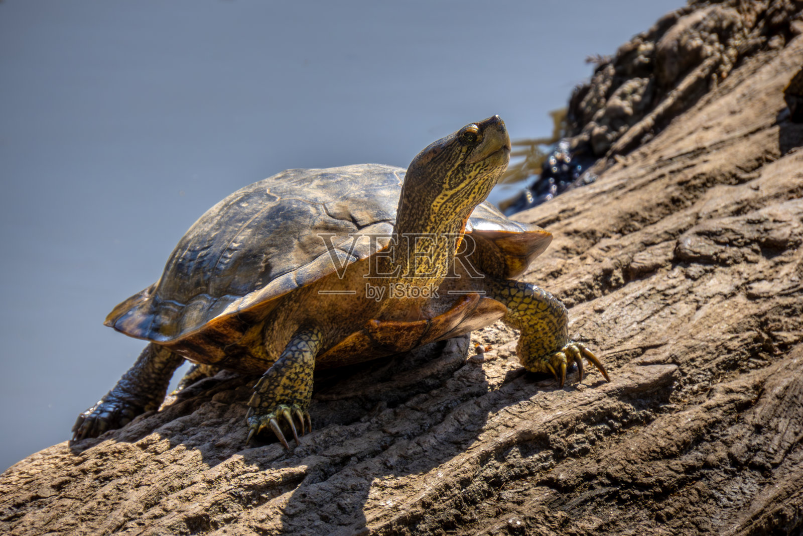 一只乌龟在树干上照片摄影图片