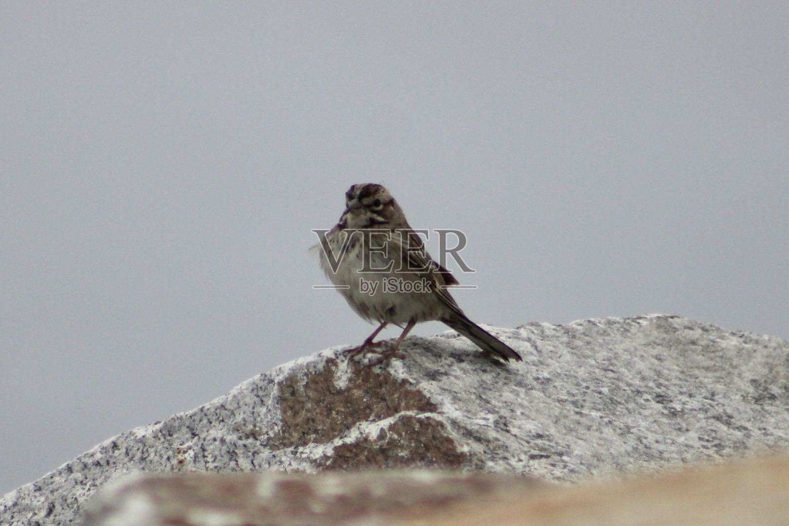 云雀麻雀照片摄影图片