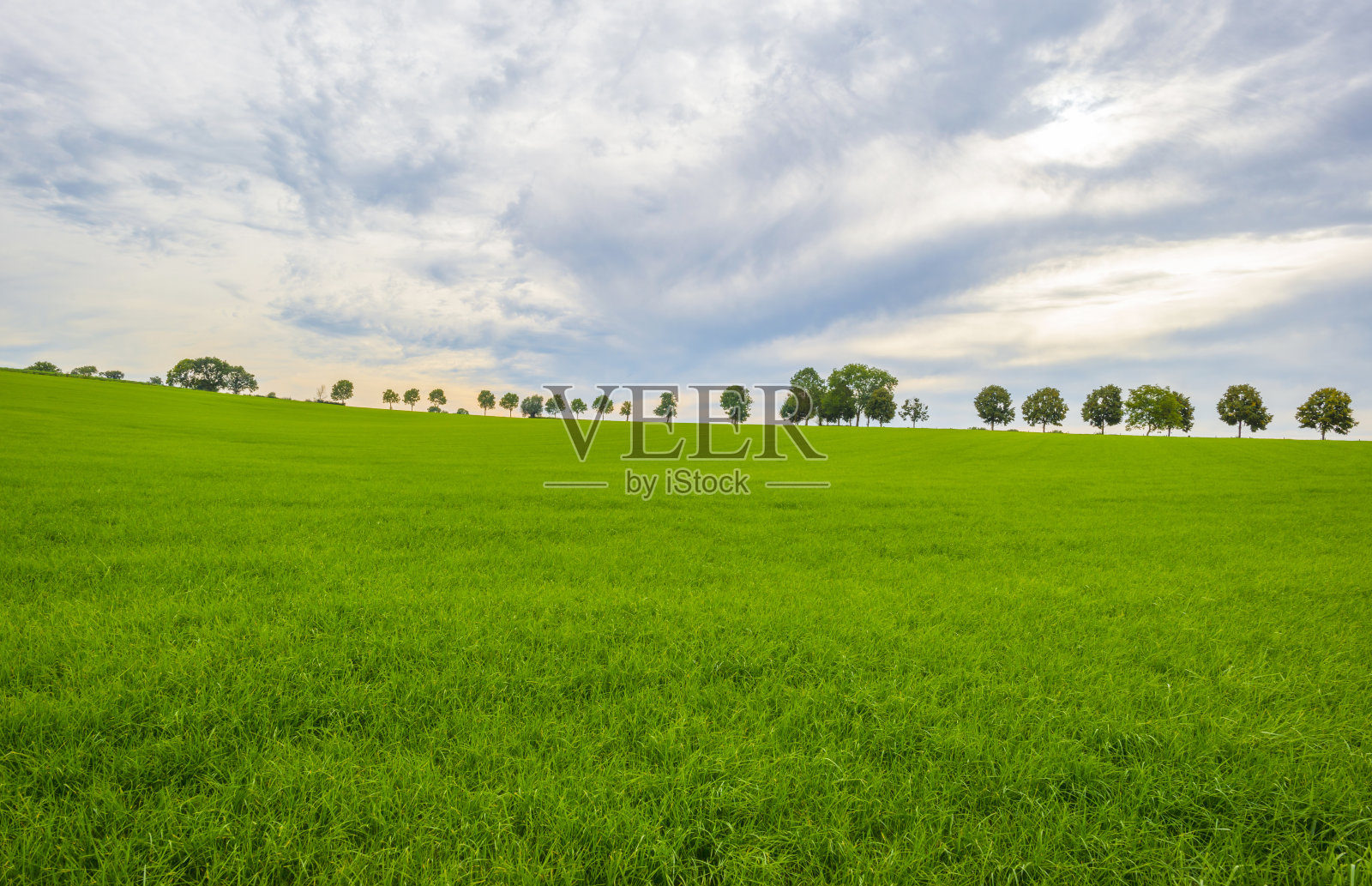 秋天蓝天下的绿色丘陵草地上的田野和树木照片摄影图片
