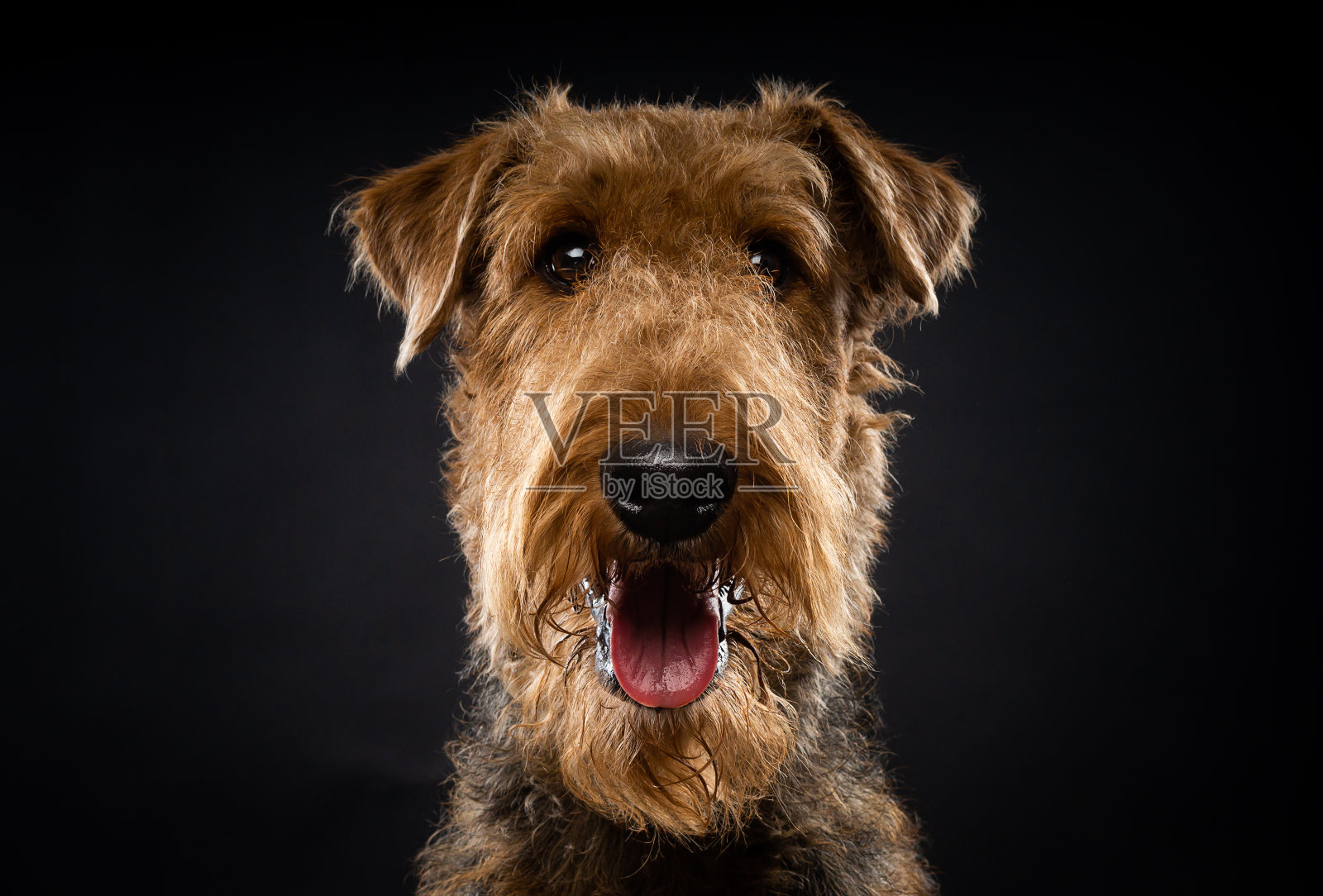 近景中一只猎犬的肖像。照片摄影图片