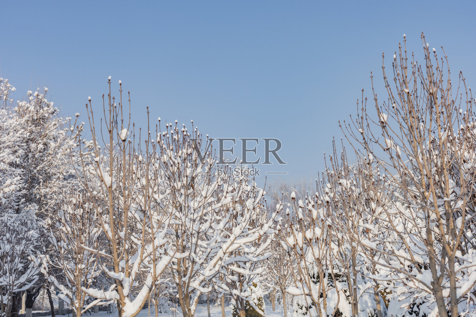 美丽的冬季景观背景，主题为圣诞节和屏幕保护程序照片摄影图片