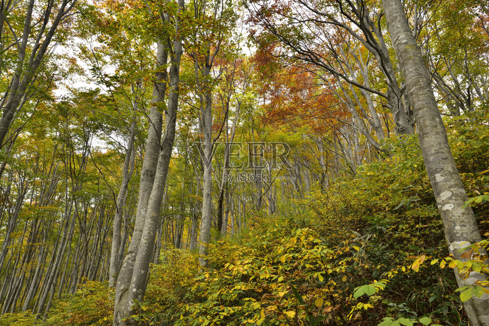 攀登牧幡山，新潟，日本照片摄影图片