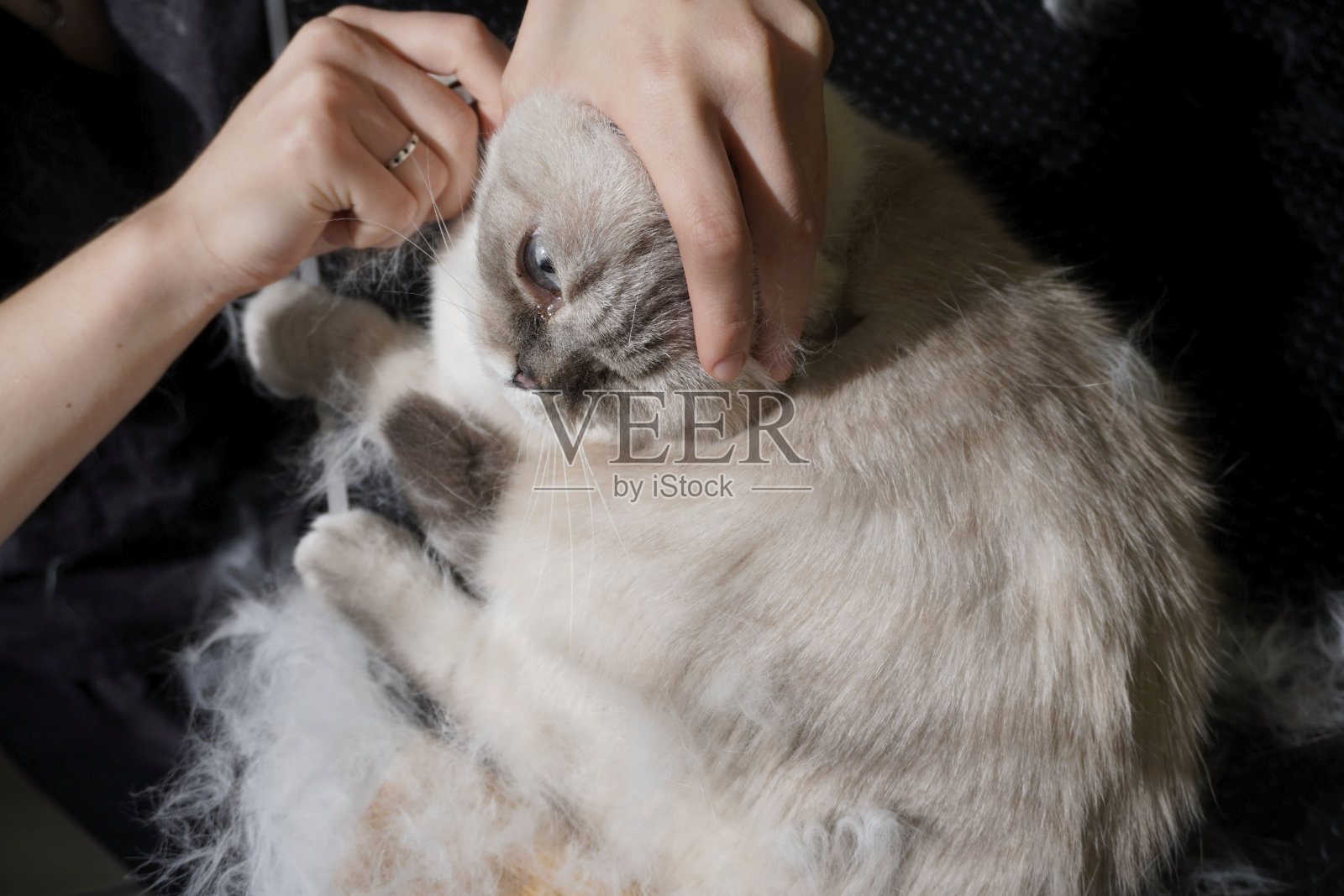 猫拜访美容师，美容师给猫刷牙照片摄影图片