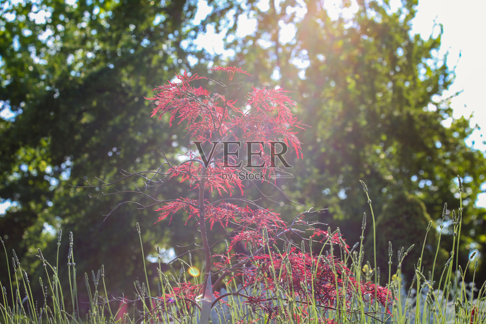 红色小灌木照片摄影图片