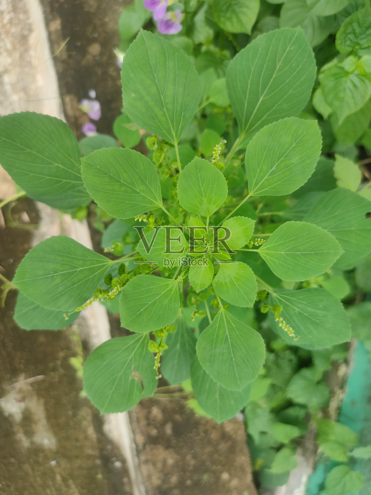 猫薄荷照片摄影图片