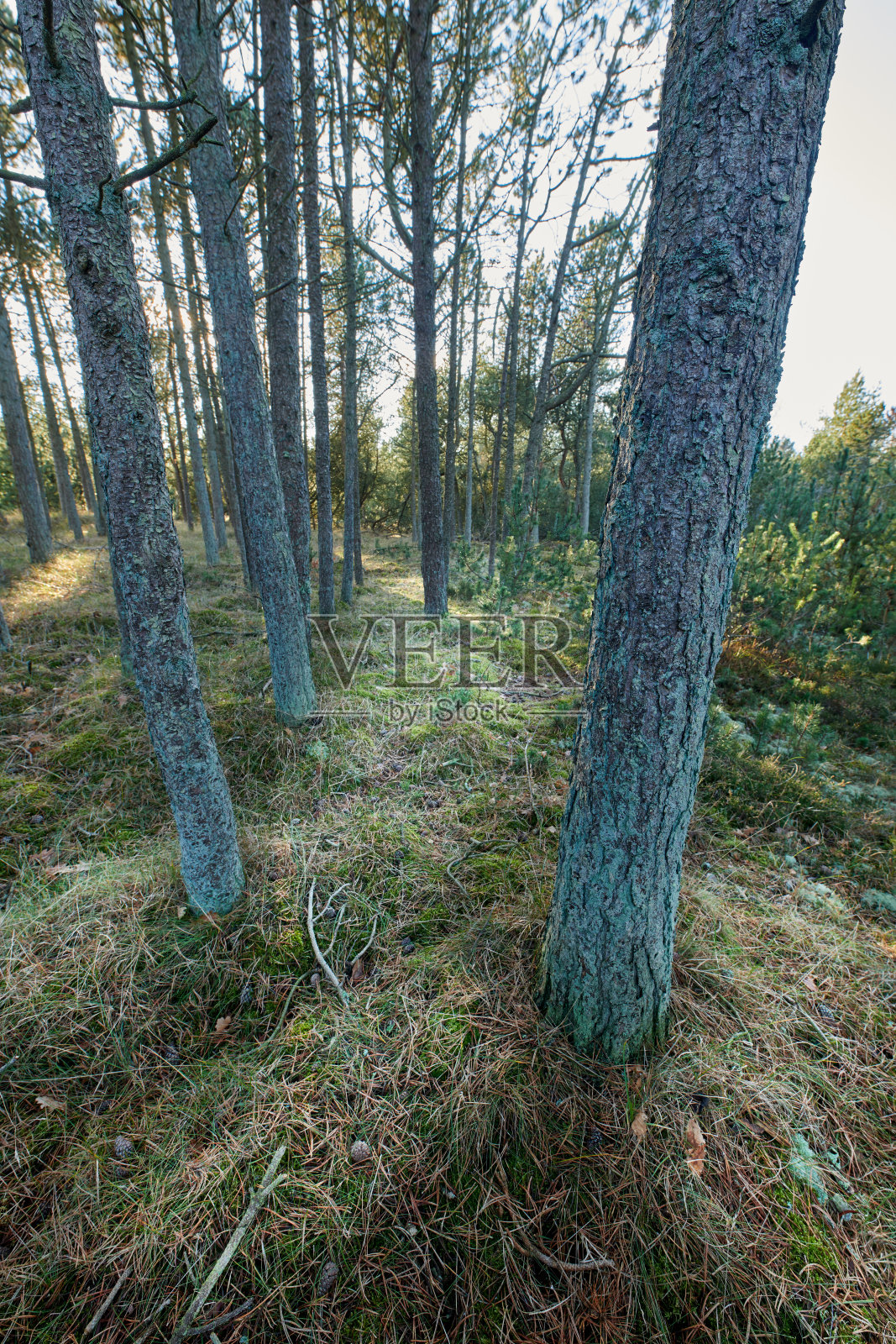 秋天的森林照片(三次不同曝光的HDR照片)照片摄影图片