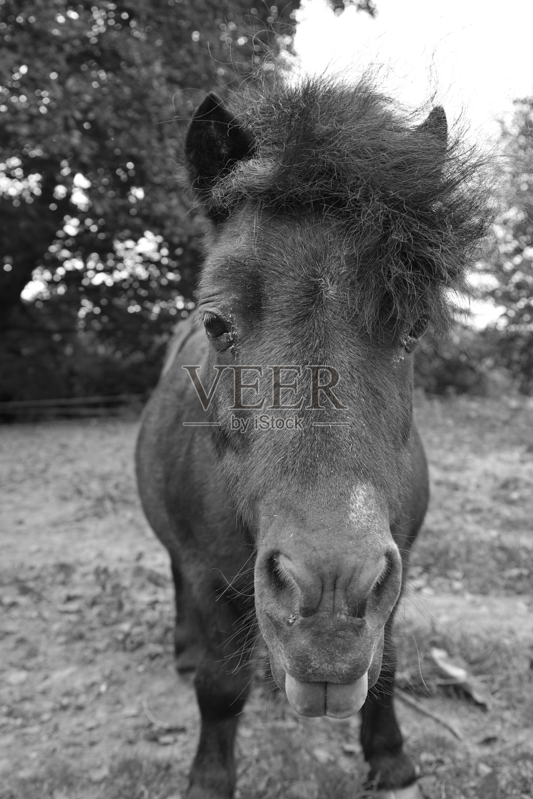 小马照片摄影图片