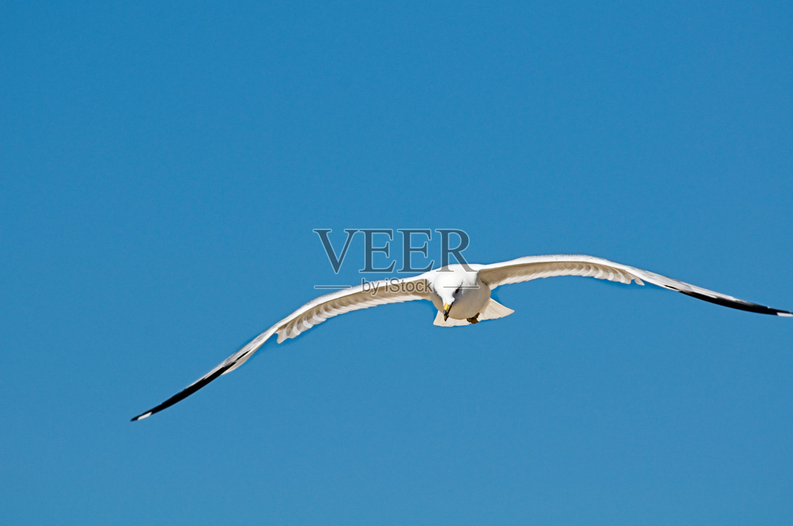 白色的海鸥照片摄影图片