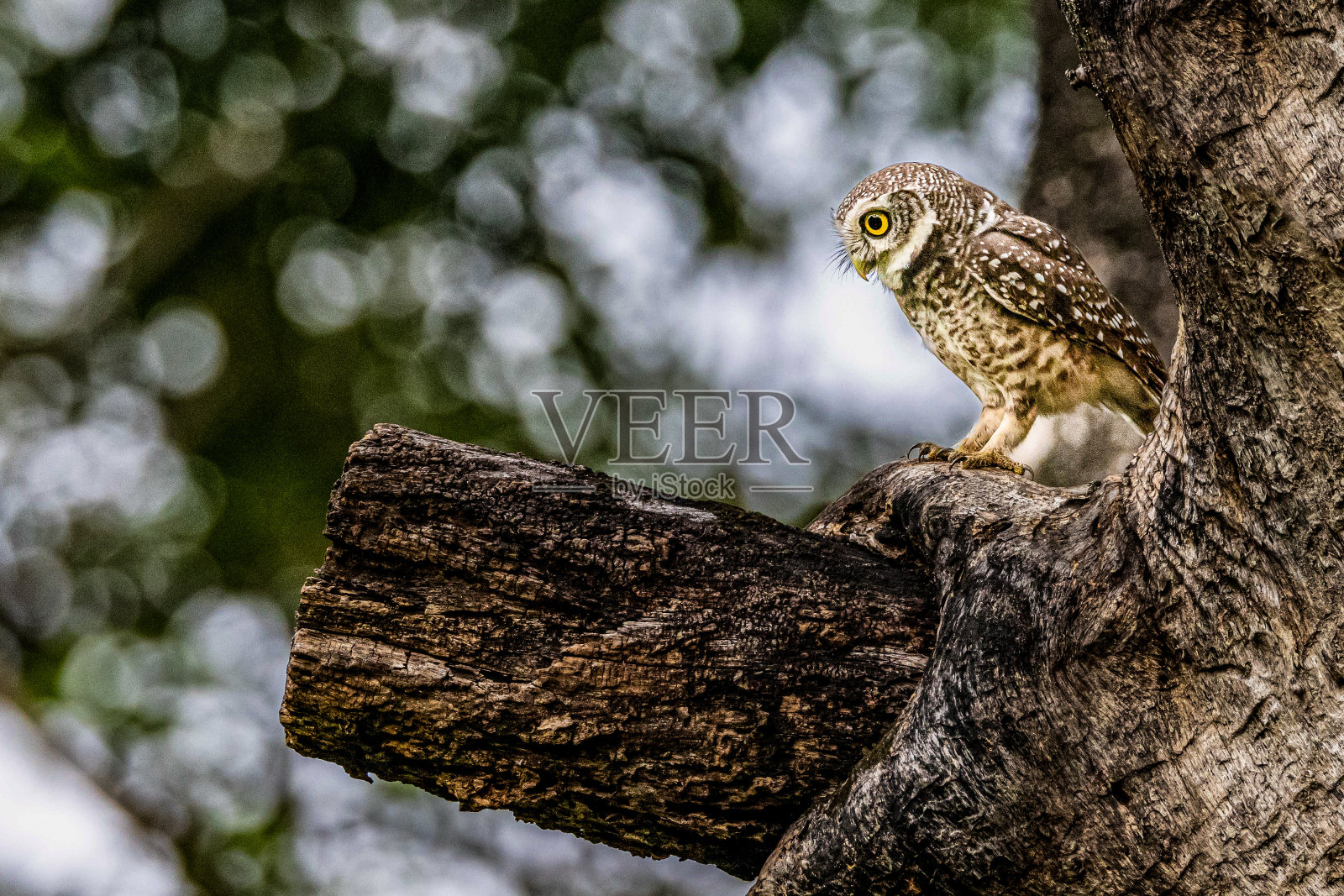 斑点猫头鹰站在树枝上寻找猎物，准备捕猎。照片摄影图片