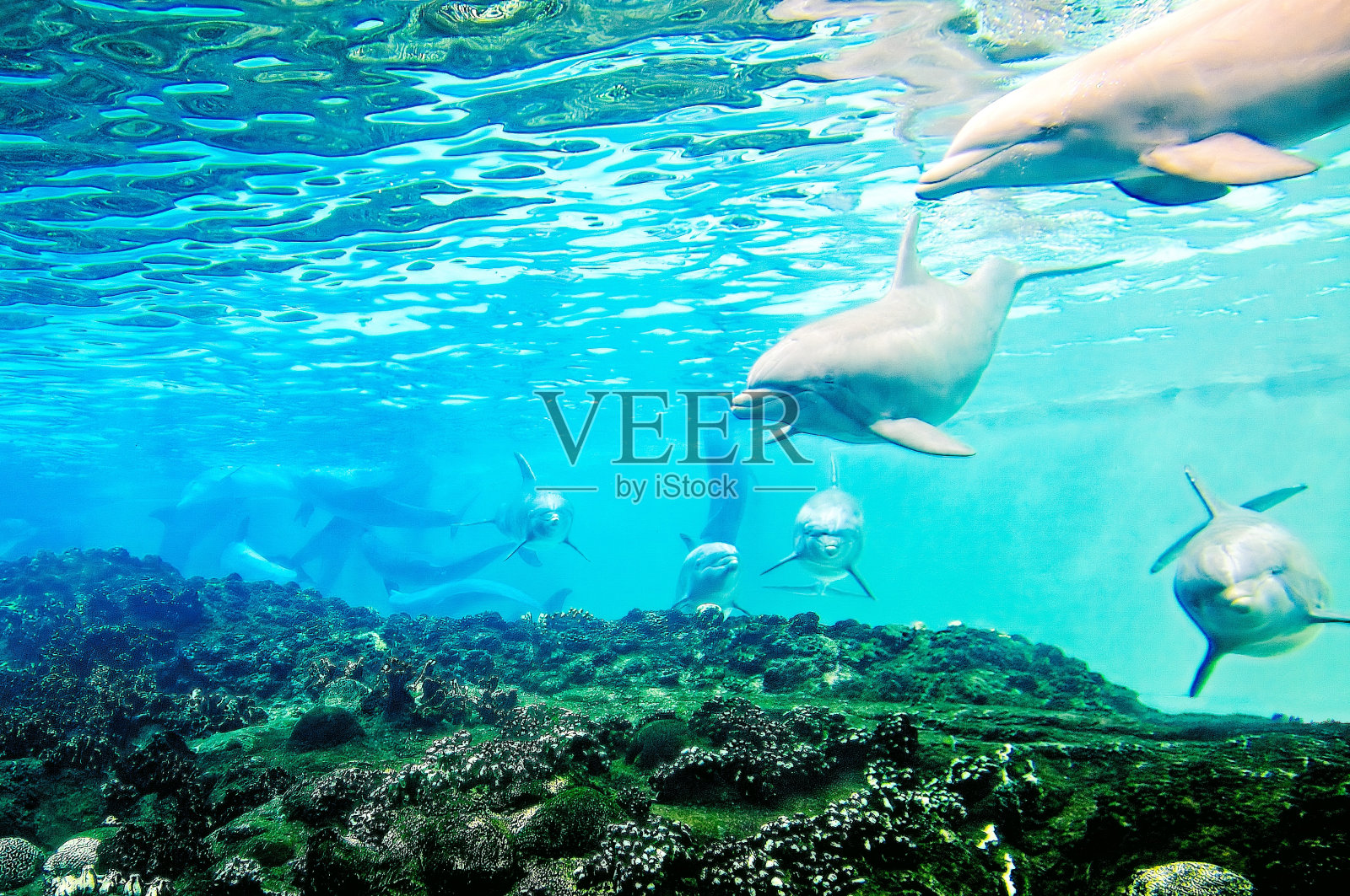 海豚游泳照片摄影图片