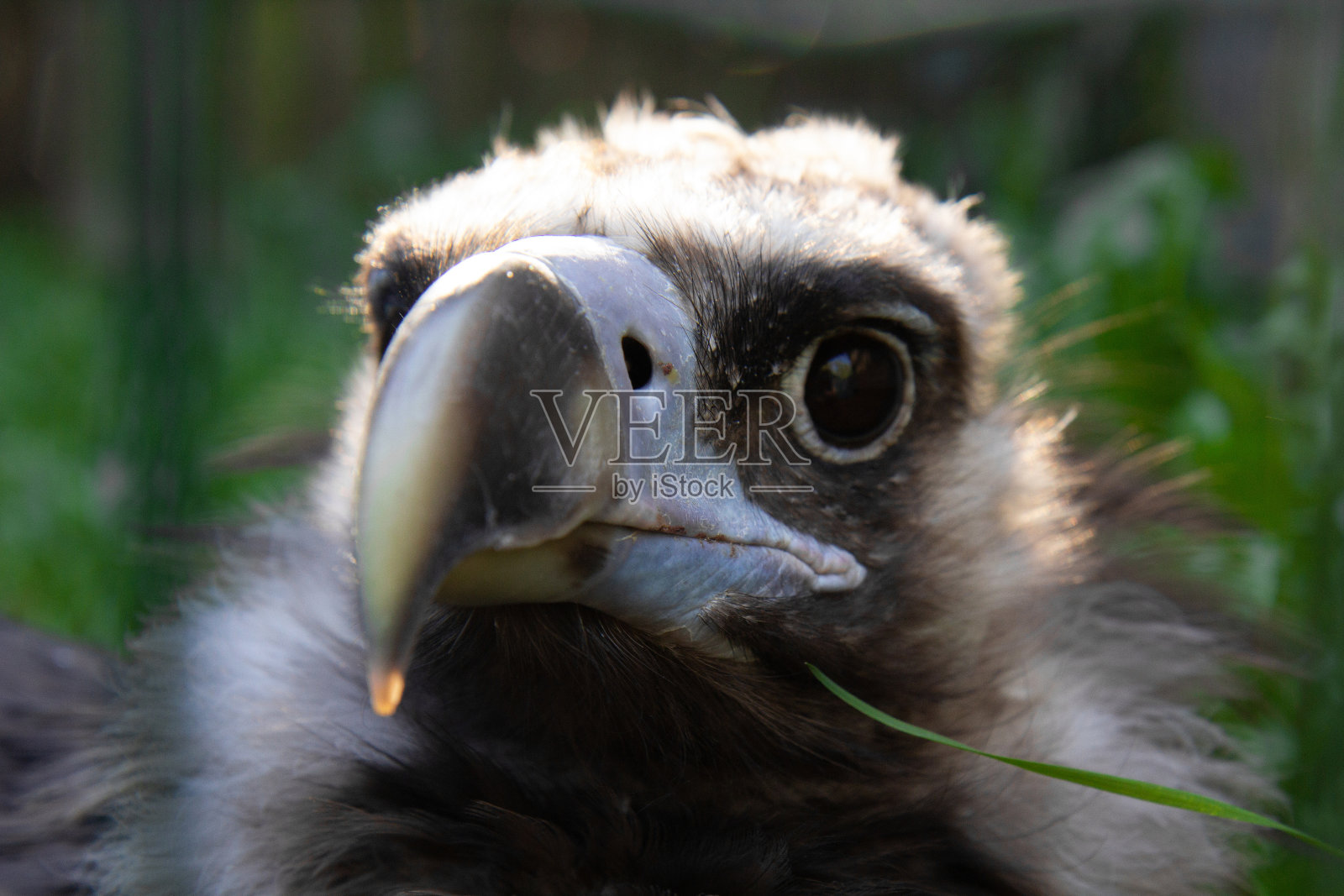 欧洲黑秃鹫照片摄影图片