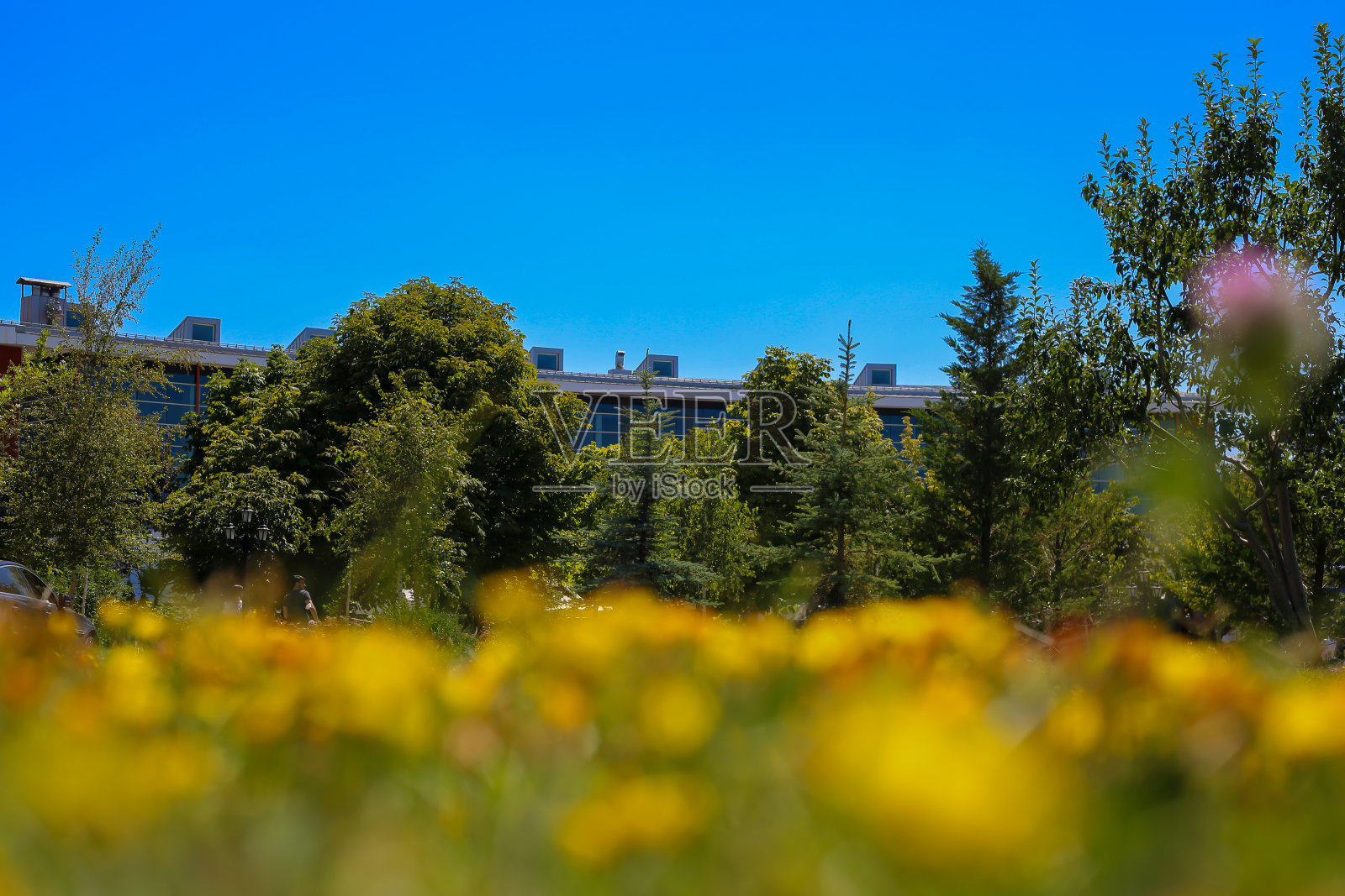 五彩缤纷的野花照片摄影图片