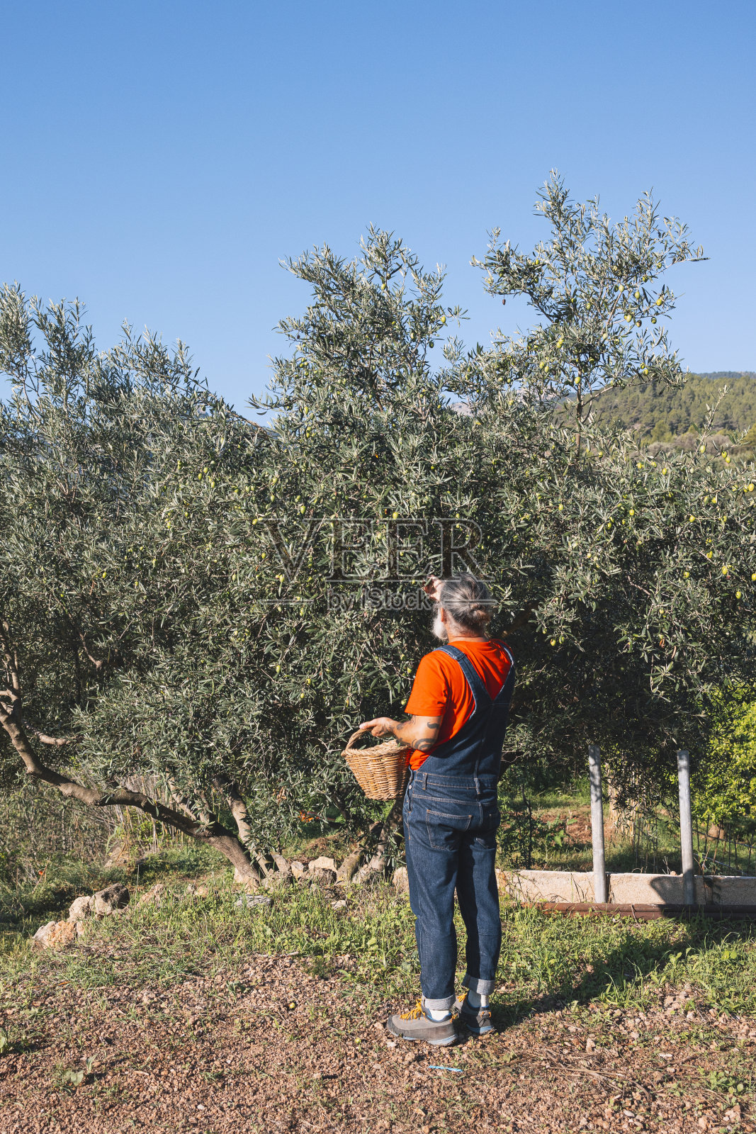 小农户手工采摘橄榄照片摄影图片